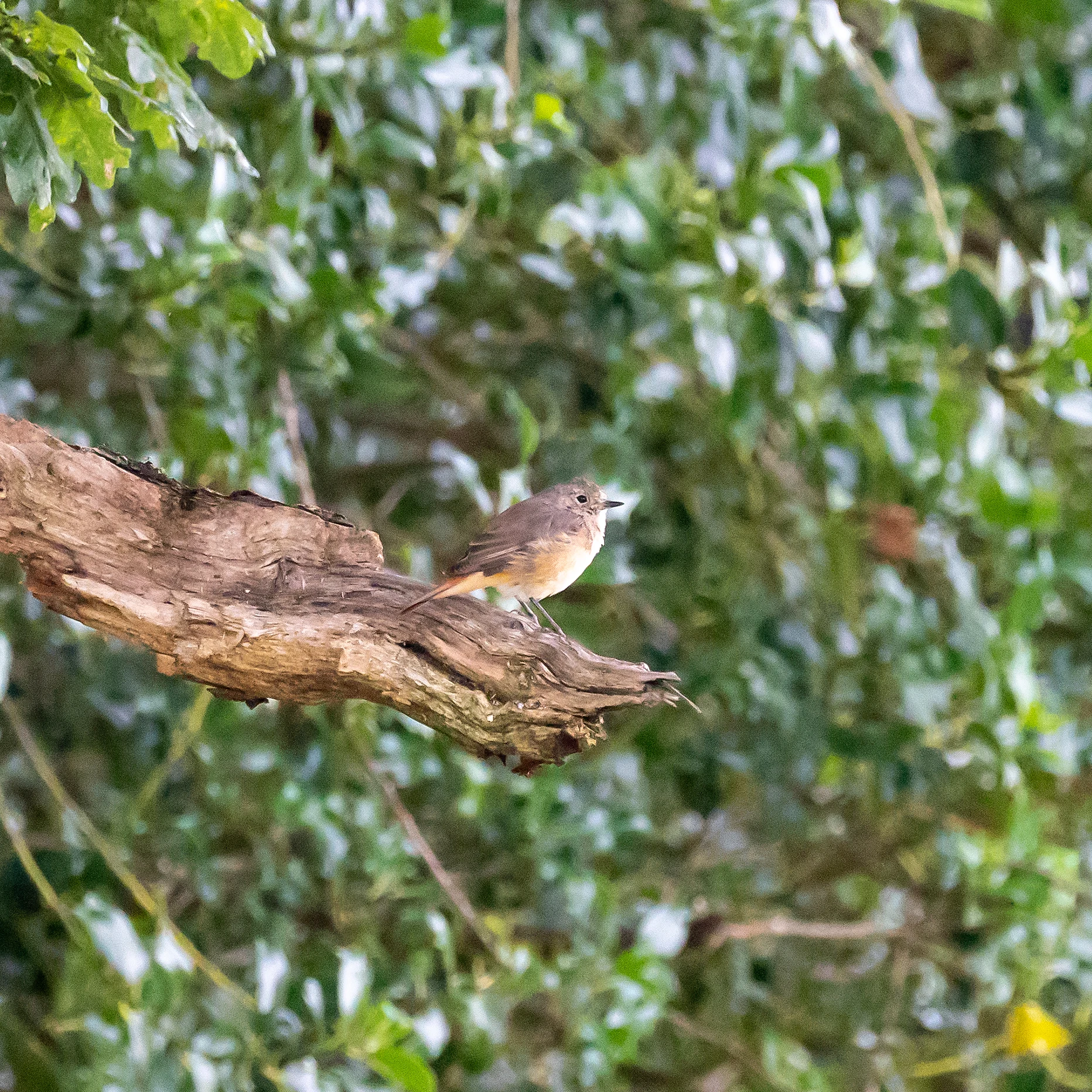 Common Redstart, New Forest, UK — photo by Jim Bennett