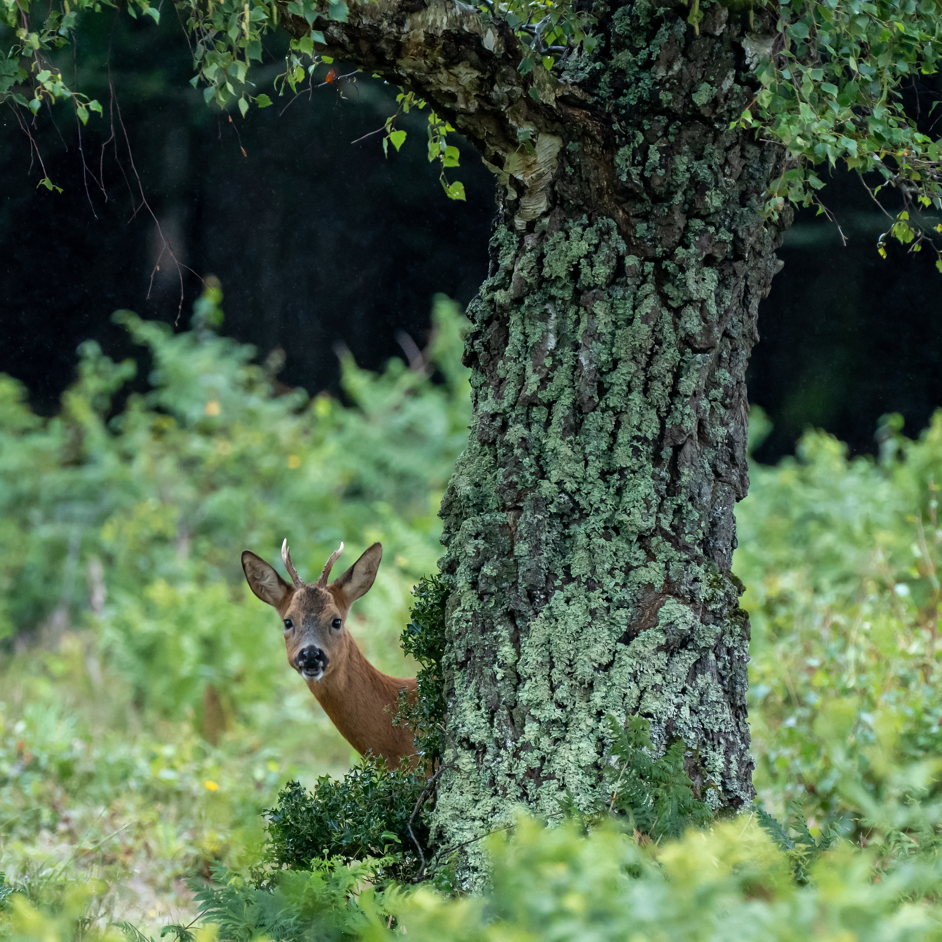Roe Deer, New Forest, UK — photo by Jim Bennett
