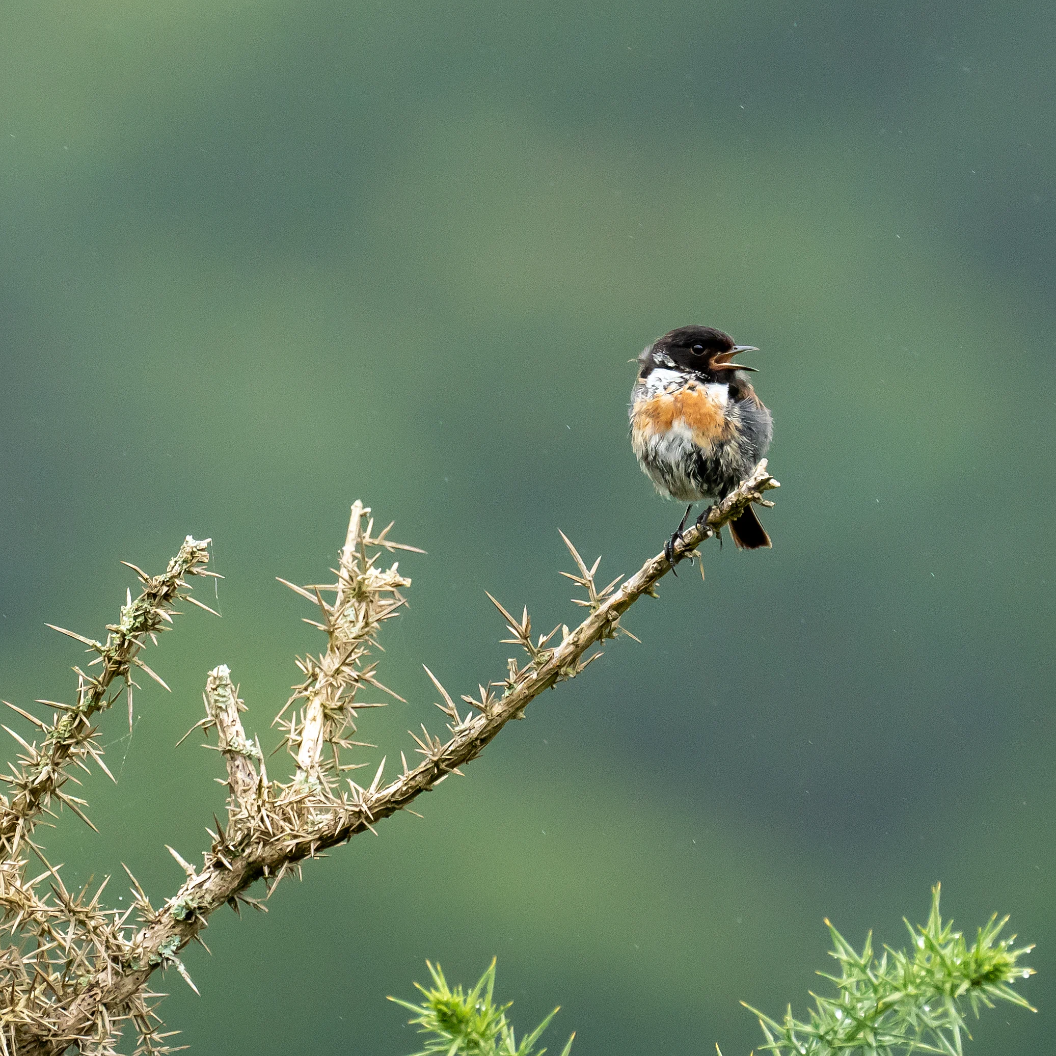 Stonechat, New Forest, UK — photo by Jim Bennett