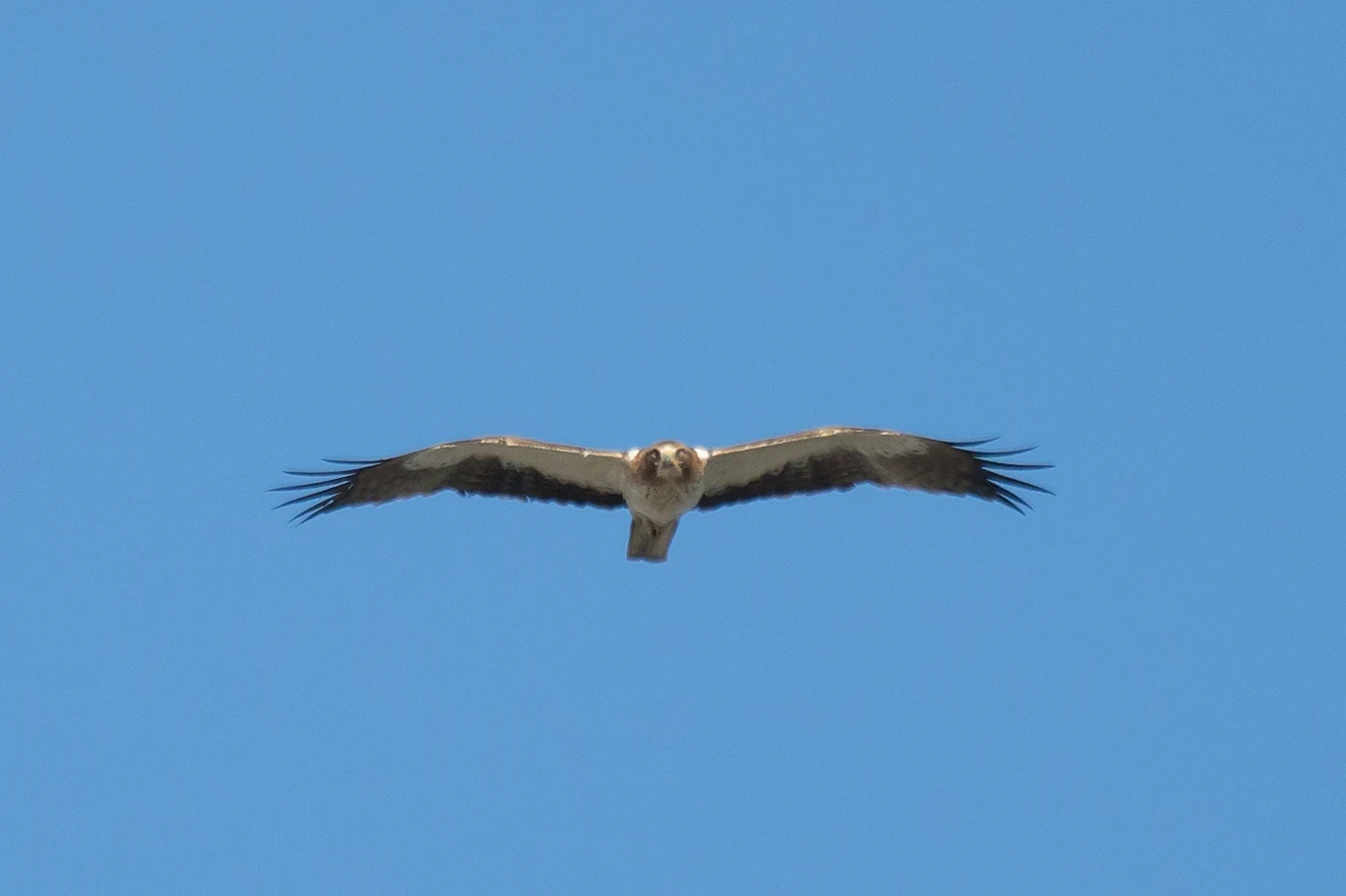 Booted Eagle, El Rocio, Coto Donana, Andalucia, Spain — photo by Jim Bennett