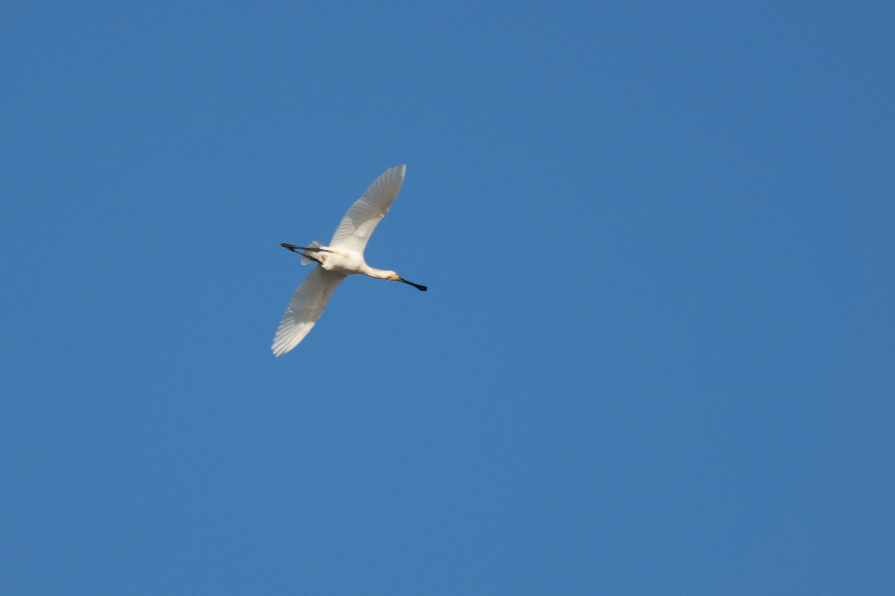 Spoonbill, El Rocio, Coto Donana, Andalucia, Spain — photo by Jim Bennett