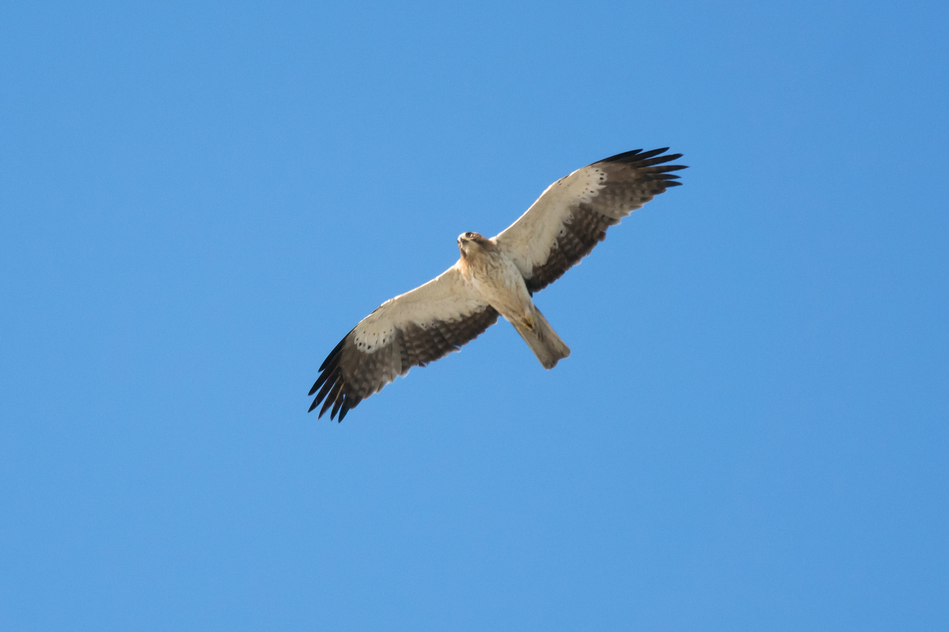Booted Eagle, El Rocio, Coto Donana, Andalucia, Spain — photo by Jim Bennett