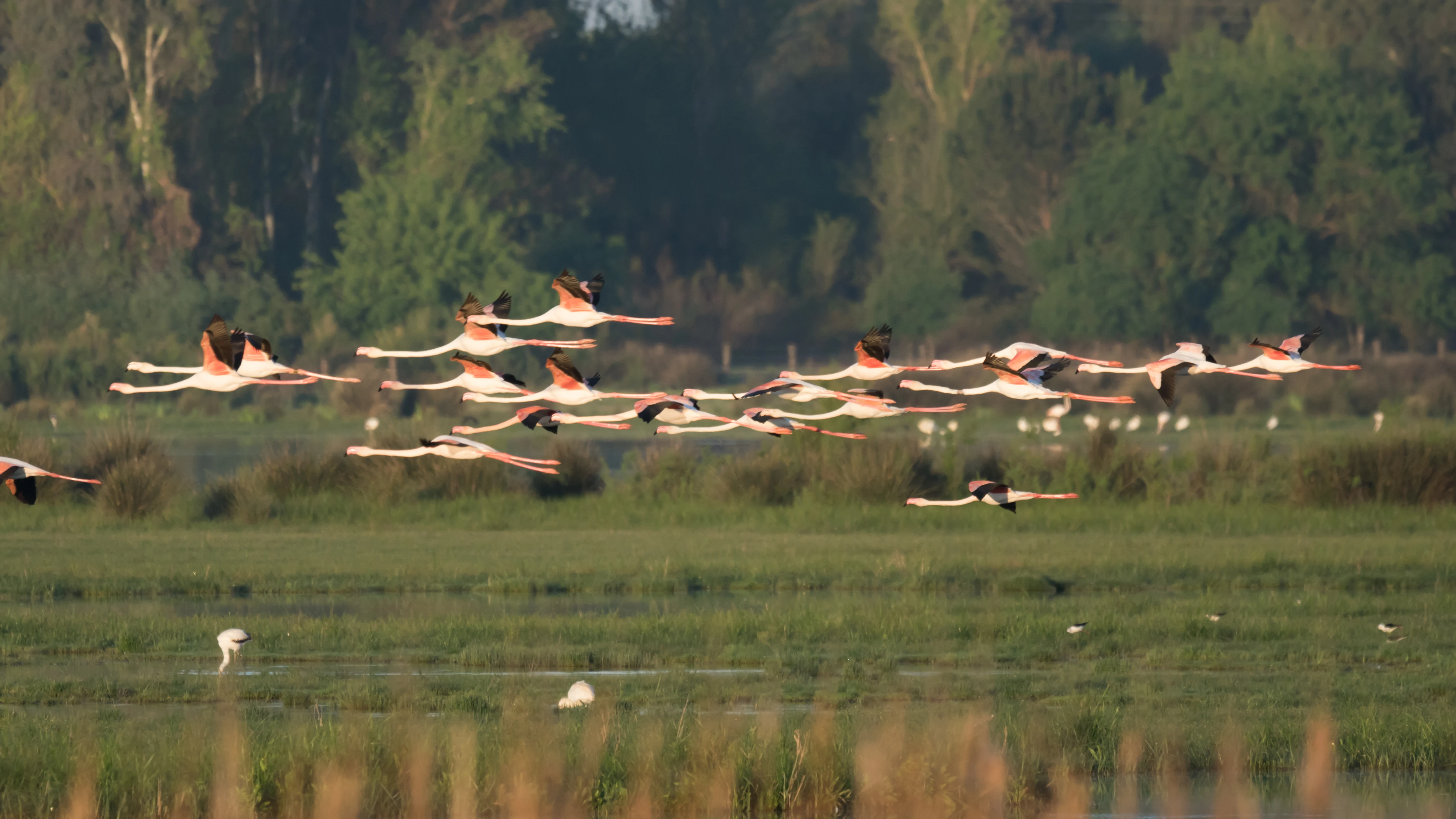 Greater Flamingos, El Rocio, Coto Donana, Andalucia, Spain — photo by Jim Bennett
