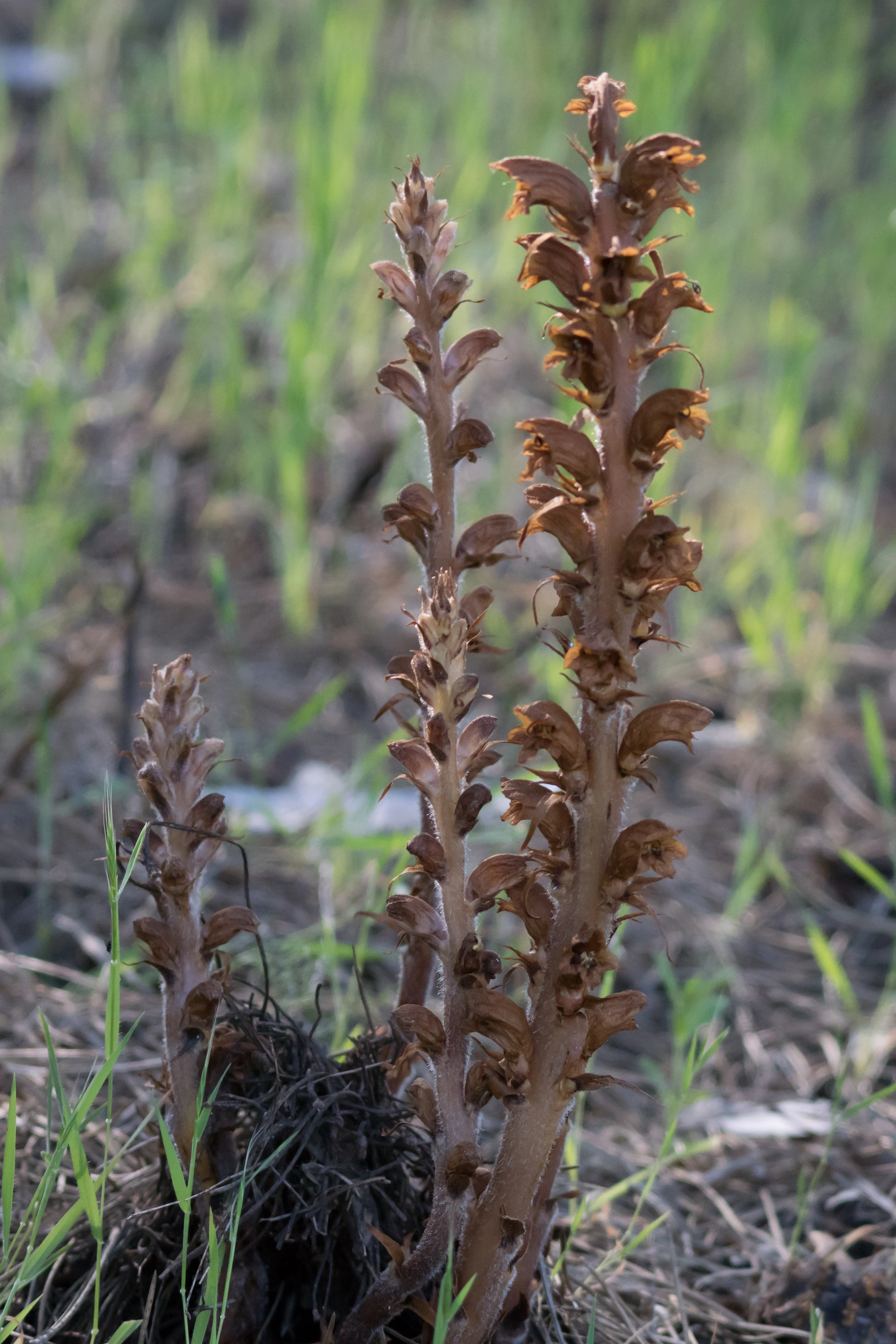 Orobanche, El Acerbon Palace, Coto Donana, Andalucia, Spain — photo by Jim Bennett