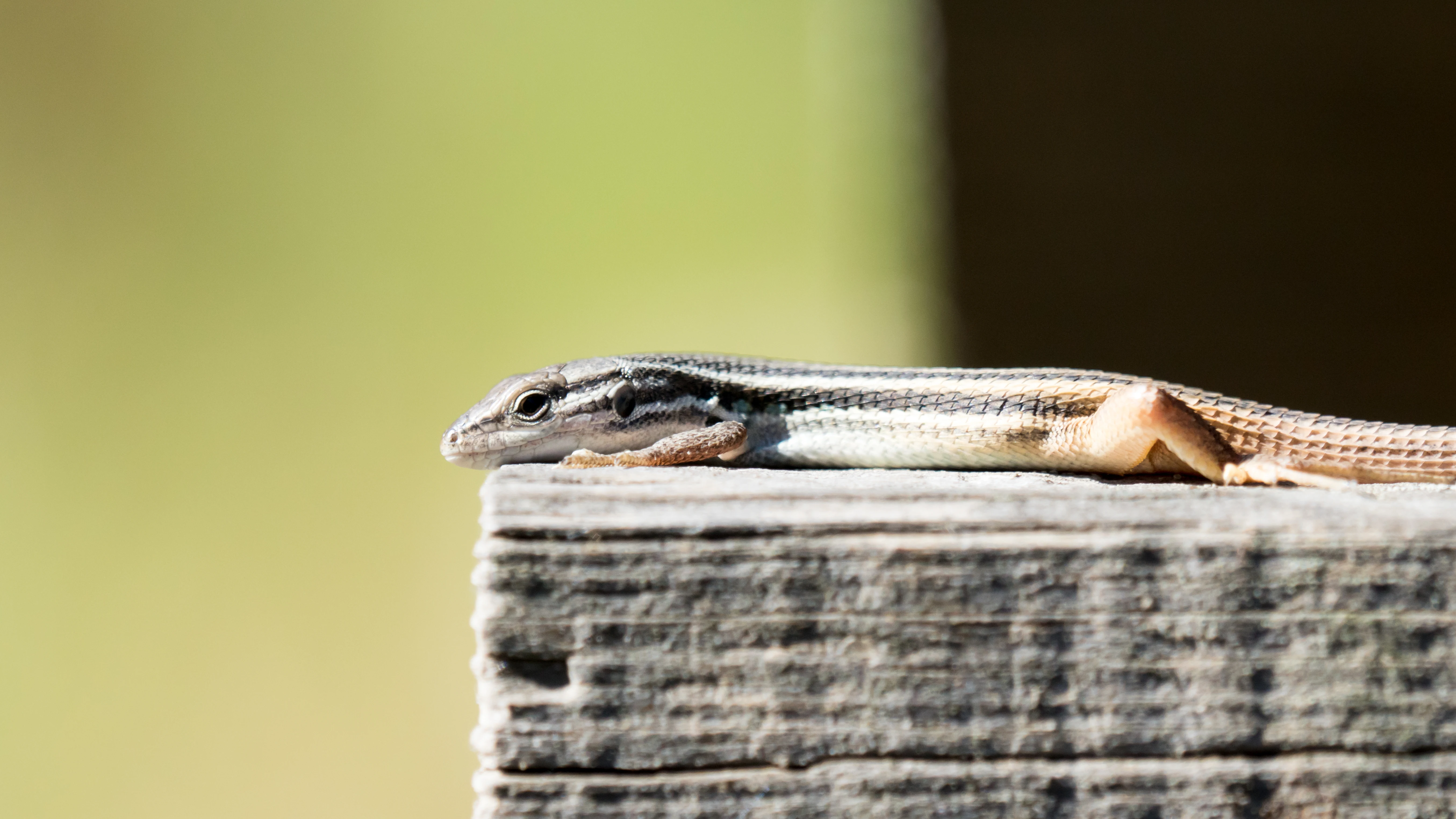 Spiny footed Lizard, El Acerbon Palace, Coto Donana, Andalucia, Spain — photo by Jim Bennett