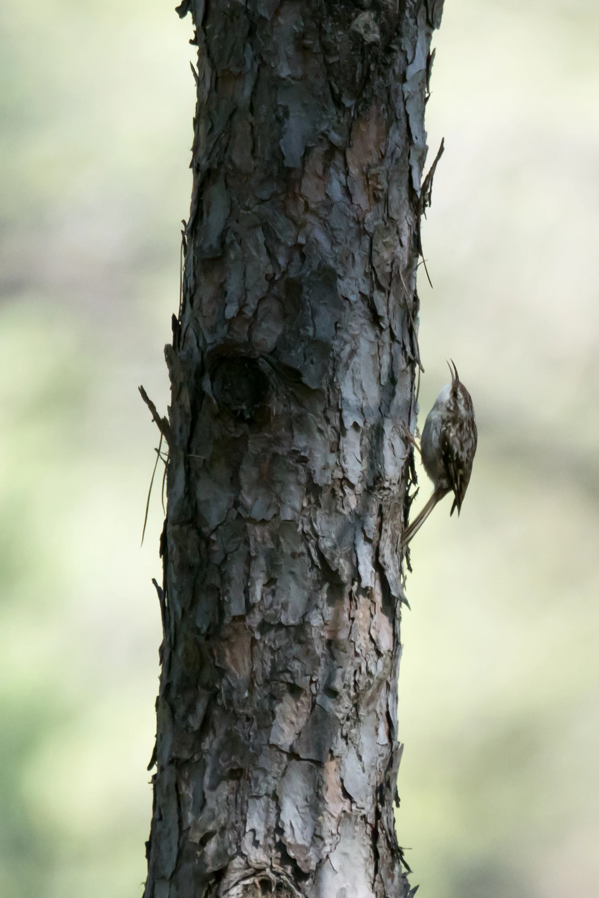 Short-toed Treecreeper, El Acerbon Palace, Coto Donana, Andalucia, Spain — photo by Jim Bennett
