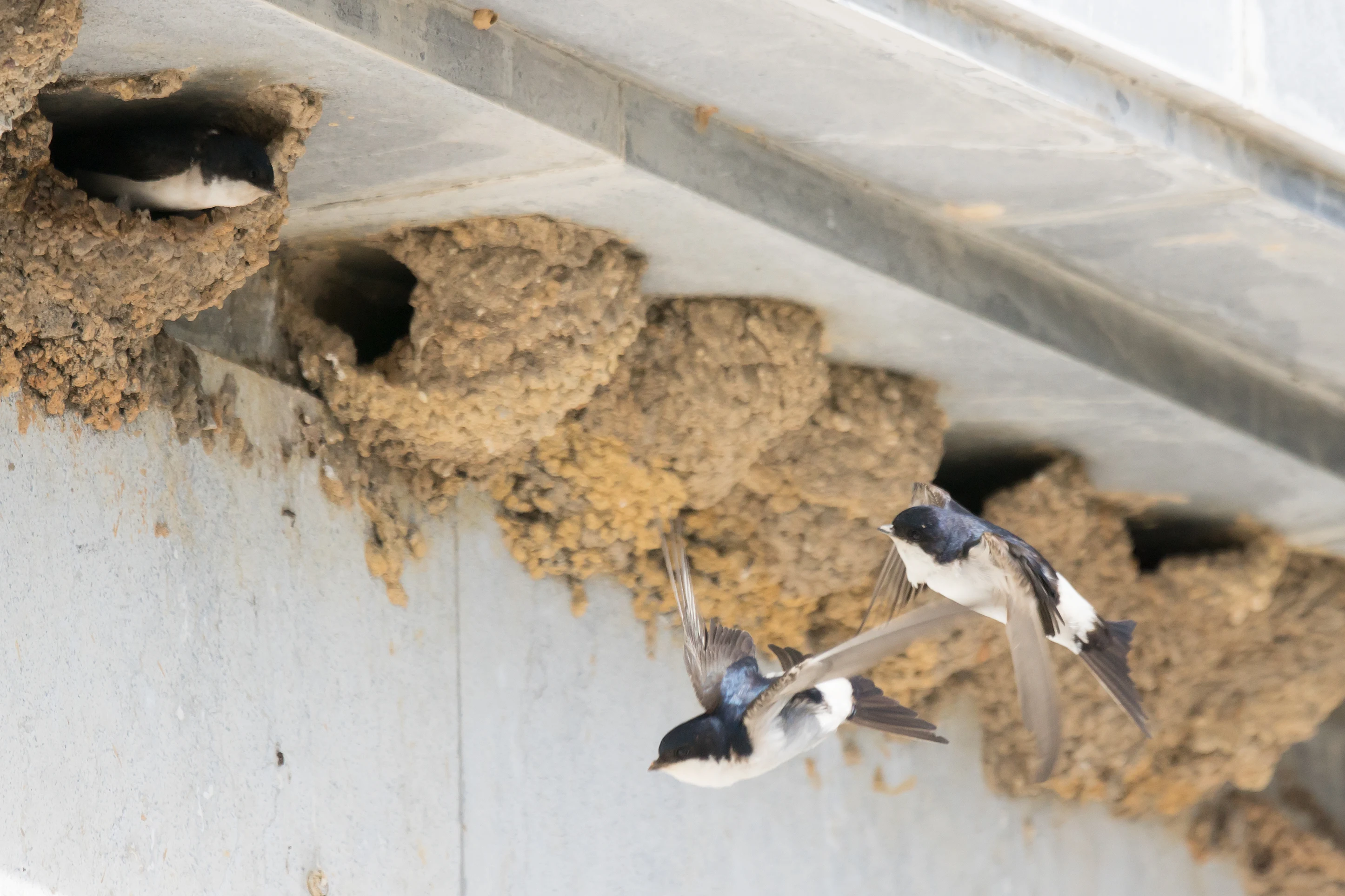 Western House Martins, El Acerbon Palace, Coto Donana, Andalucia, Spain — photo by Jim Bennett