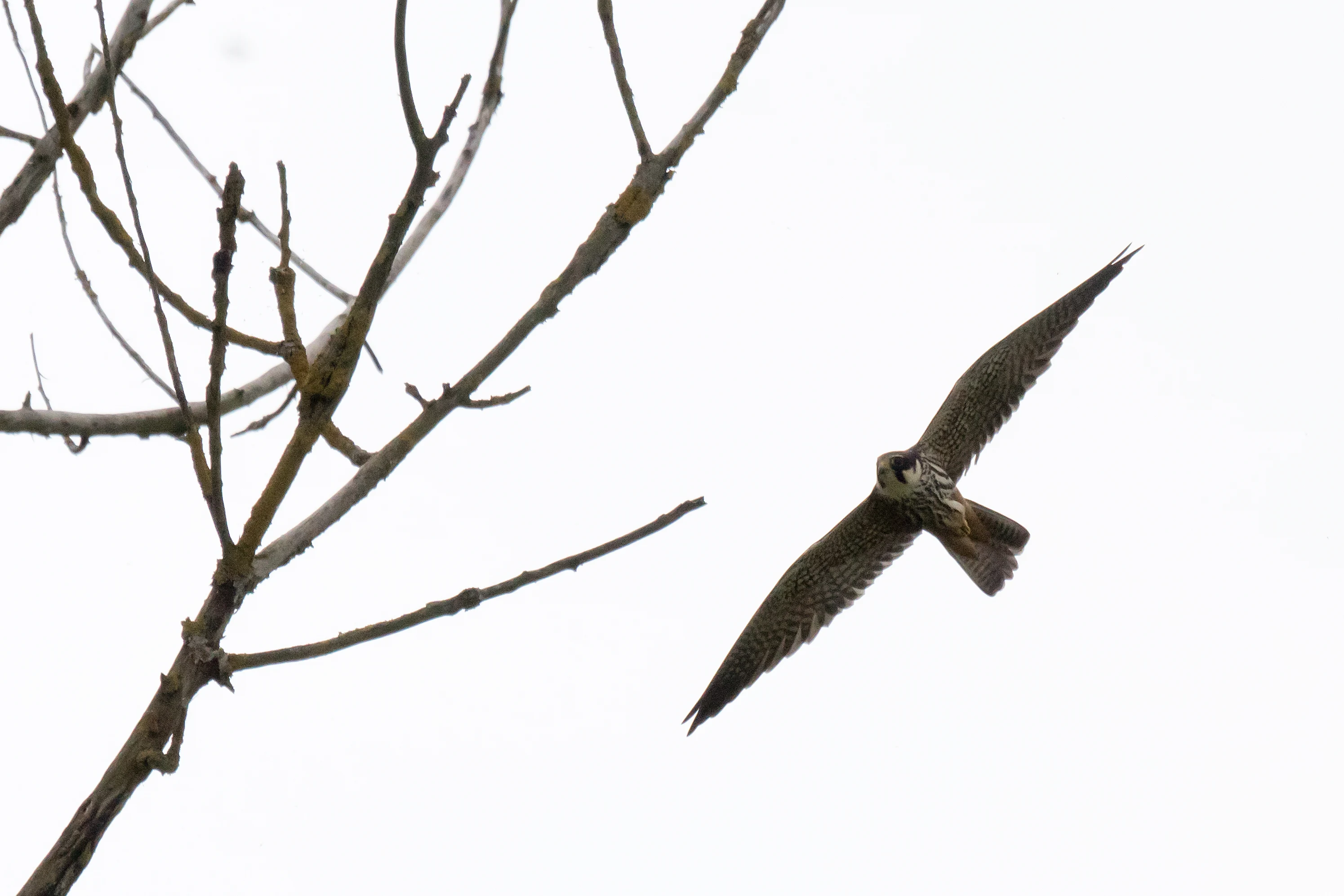 Hobby, Culham, Oxfordshire, UK — photo by Jim Bennett