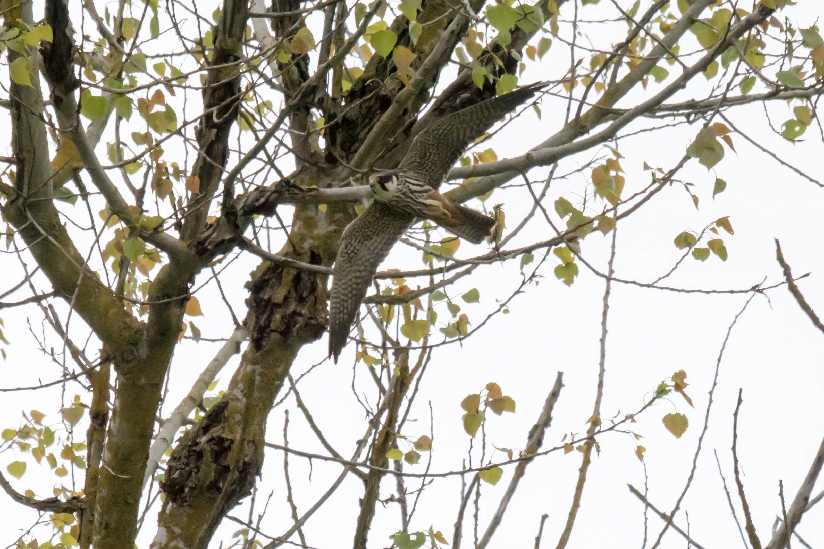 Hobby, Culham, Oxfordshire, UK — photo by Jim Bennett