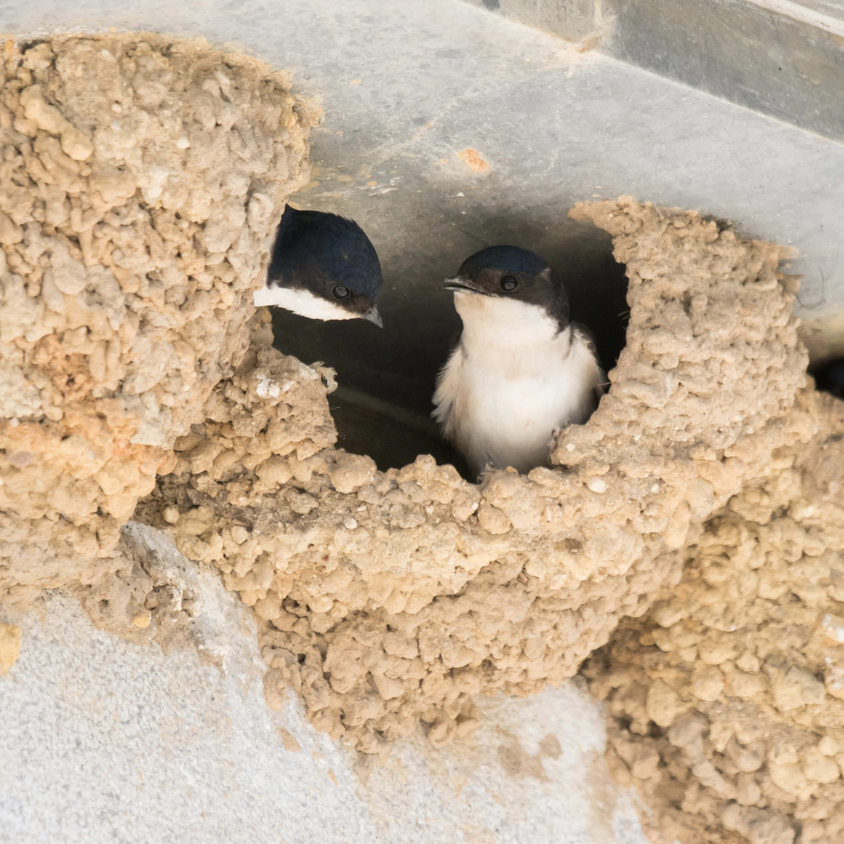 Western House Martins, El Acerbon Palace, Coto Donana, Andalucia, Spain — photo by Jim Bennett