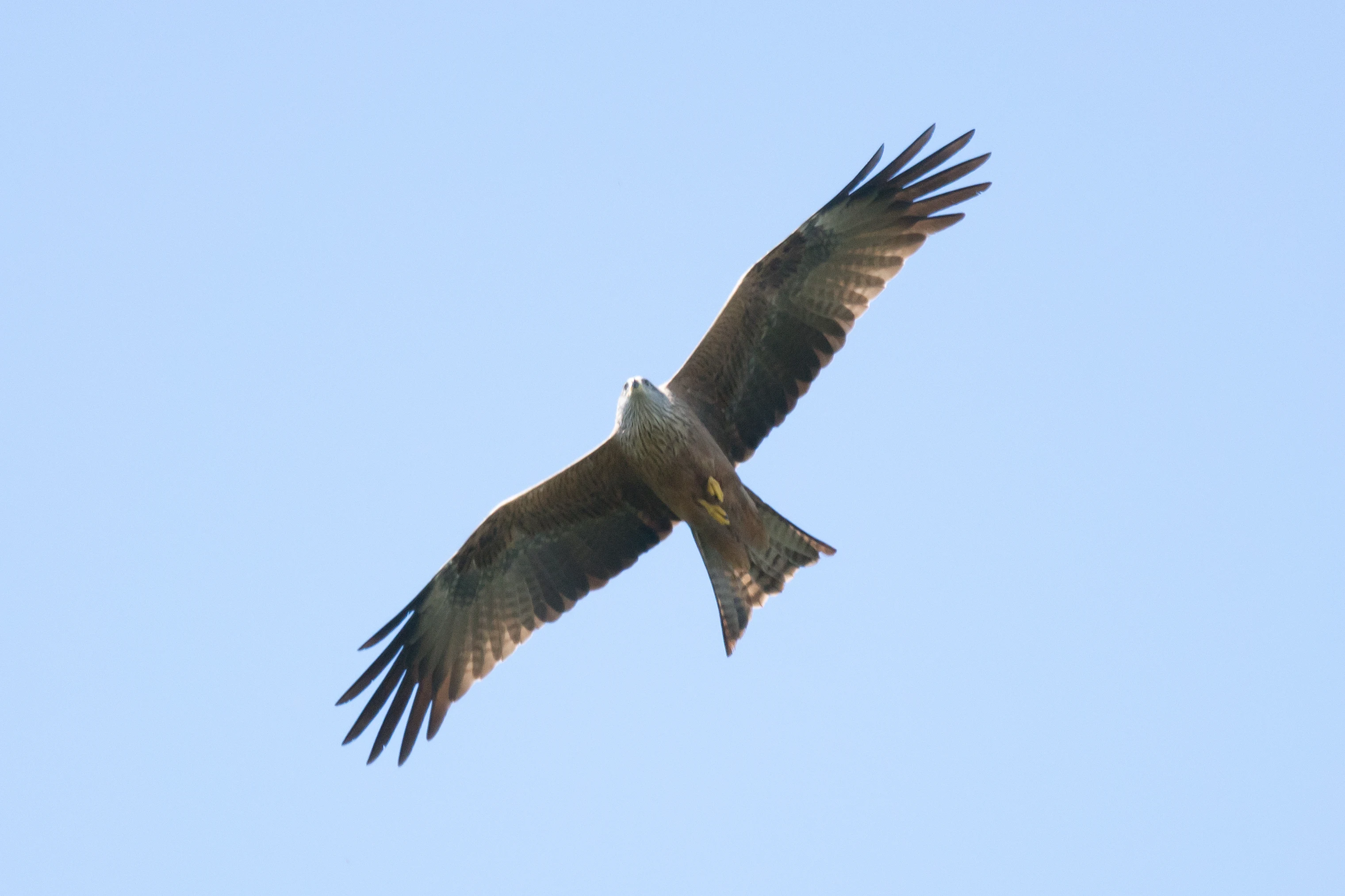 Black Kite, El Rocio, Coto Donana, Andalucia, Spain — photo by Jim Bennett