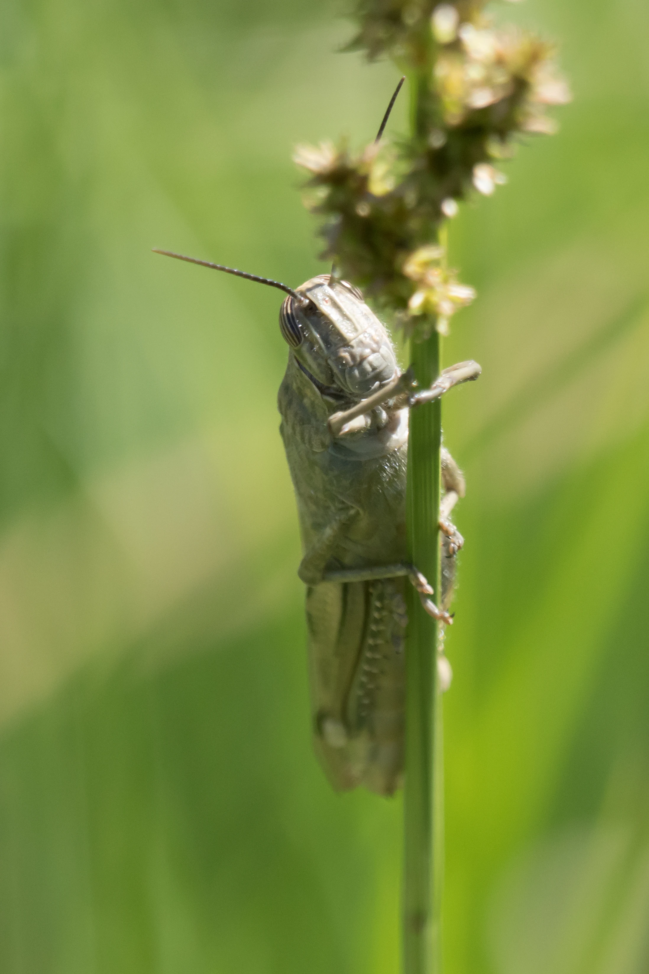 Egyptian Locust, La Rocina, Coto Donana, Andalucia, Spain — photo by Jim Bennett