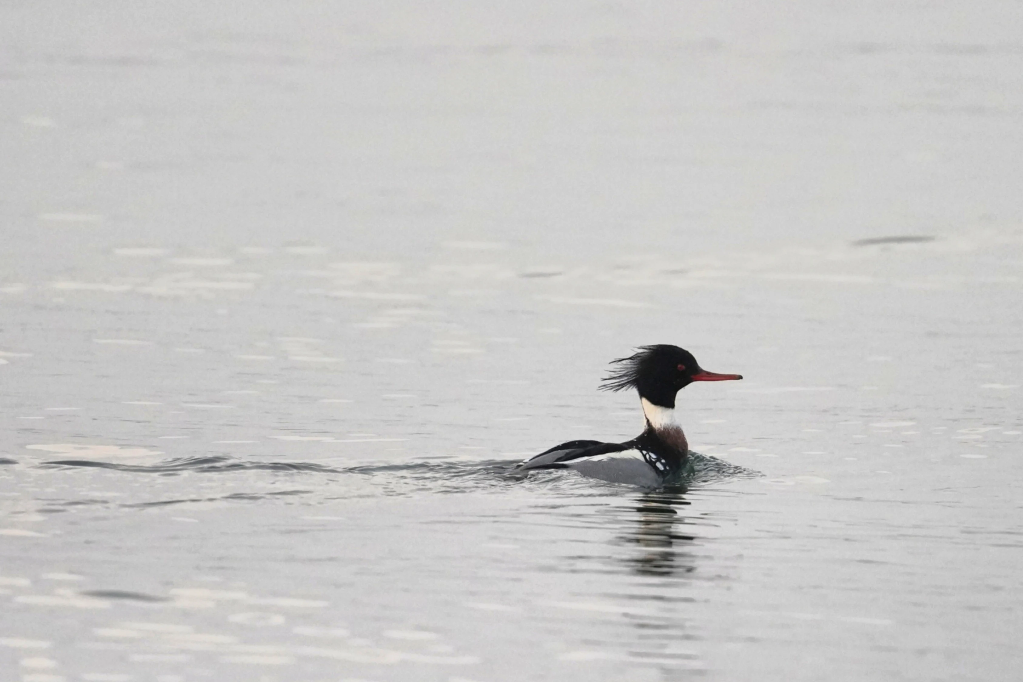 Red-breasted Merganser, Brouwersdam, Schouwen-Duiveland, Netherlands — photo by Jim Bennett
