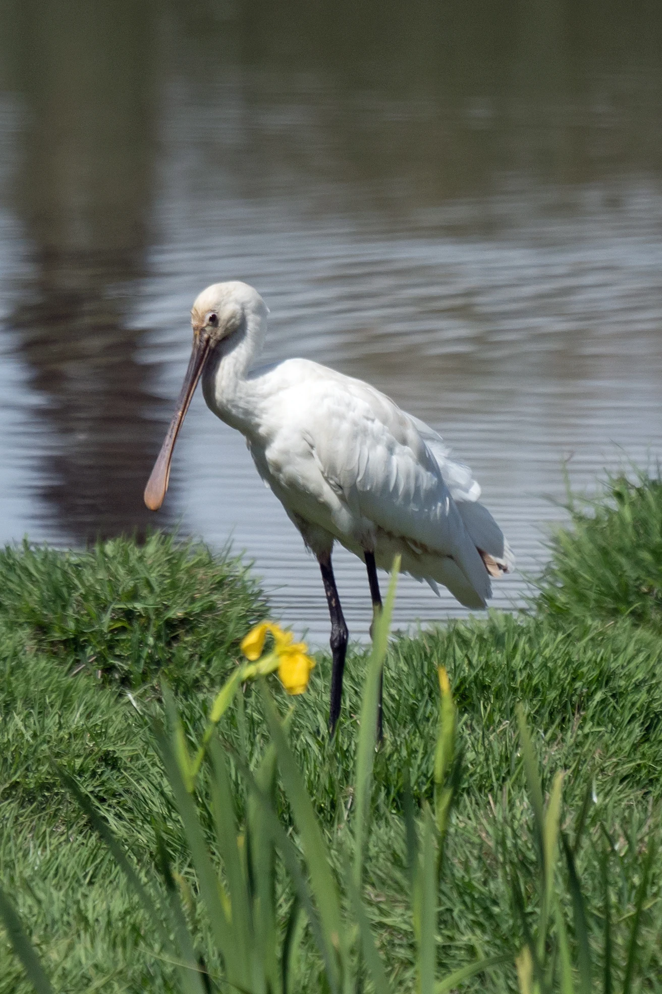 Spoonbill, La Rocina, Coto Donana, Andalucia, Spain — photo by Jim Bennett