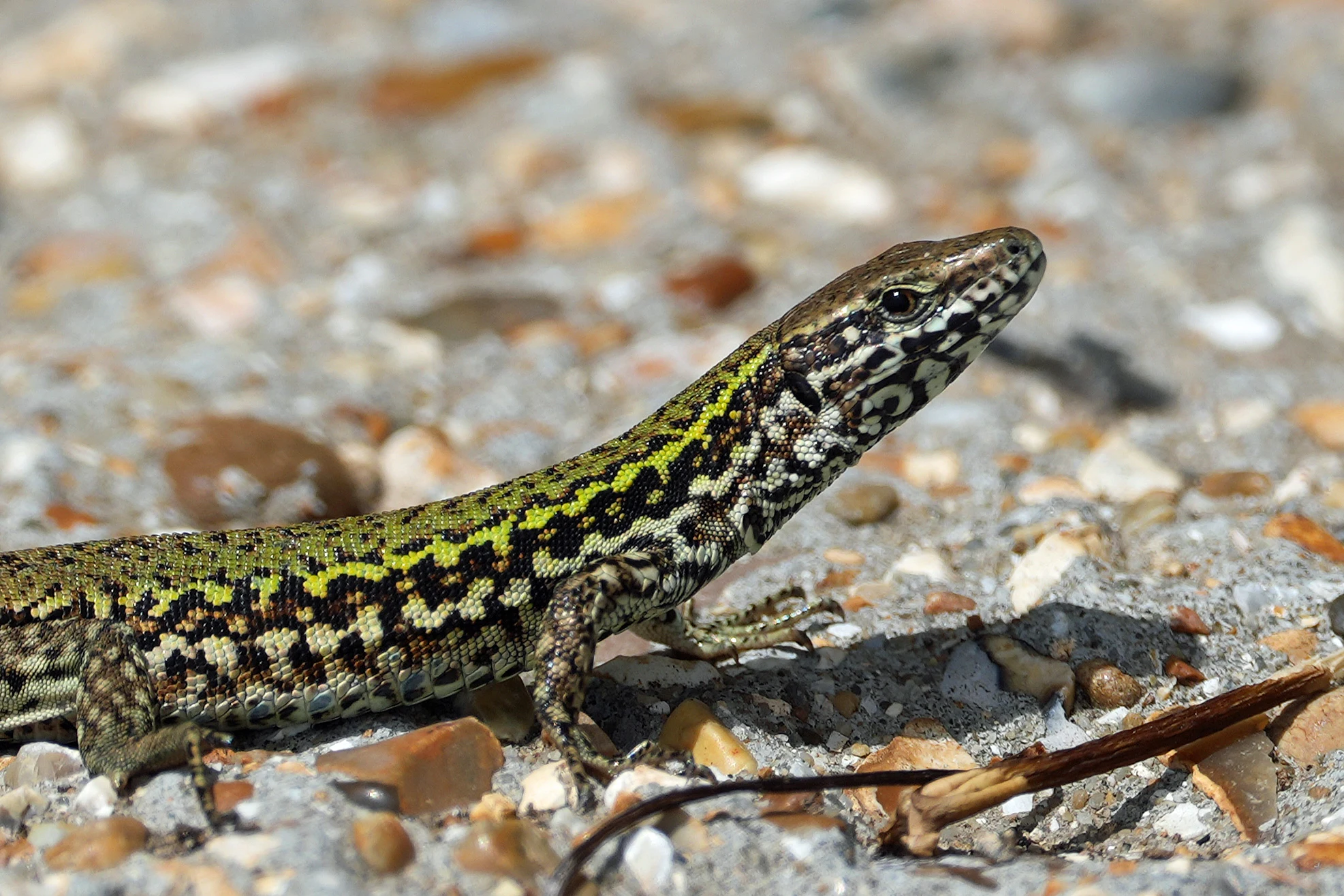 Wall Lizard, Ventnor, Isle of Wight, UK — photo by Jim Bennett