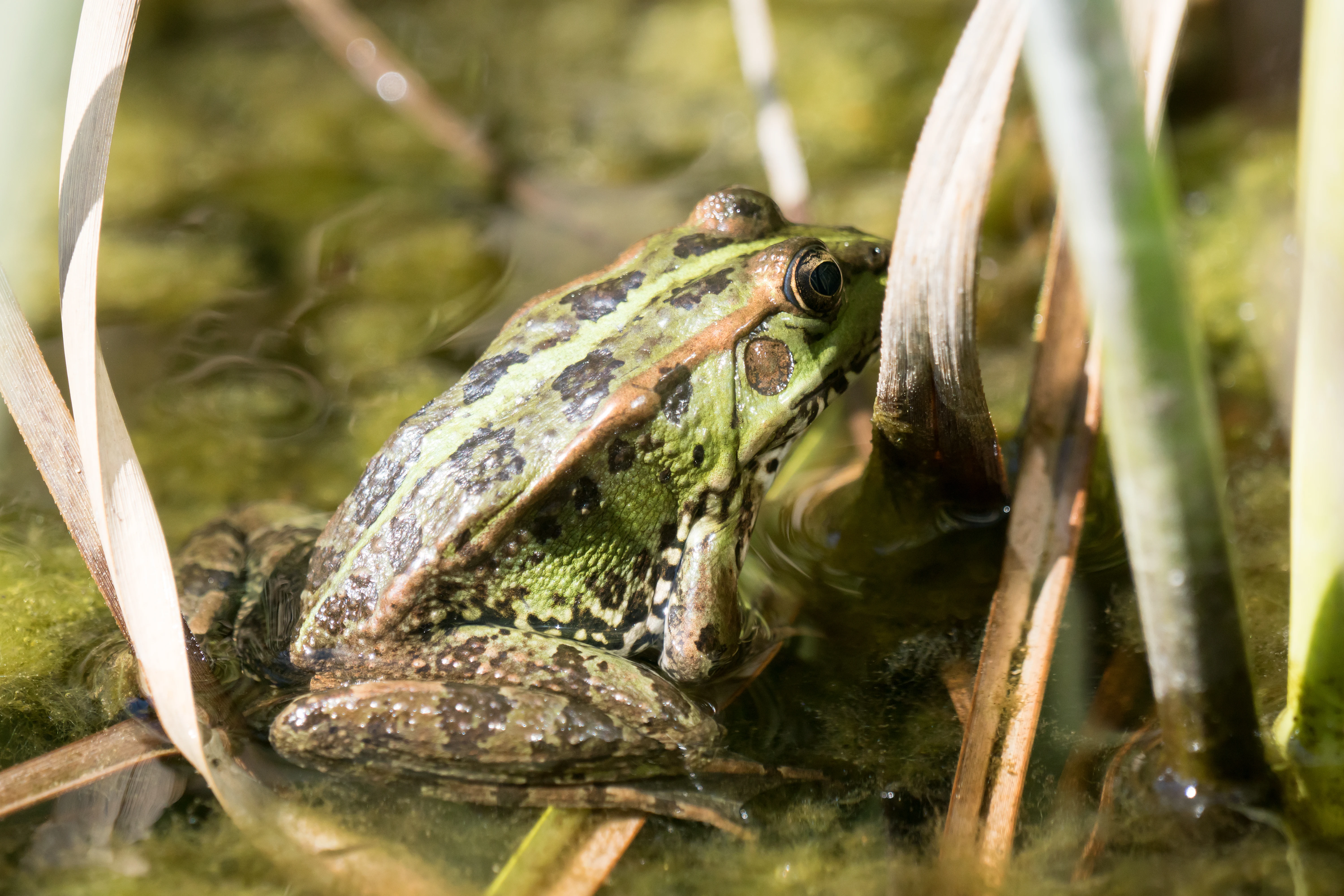 Iberian Water Frog, El Acebuche, Coto Donana, Andalucia, Spain — photo by Jim Bennett