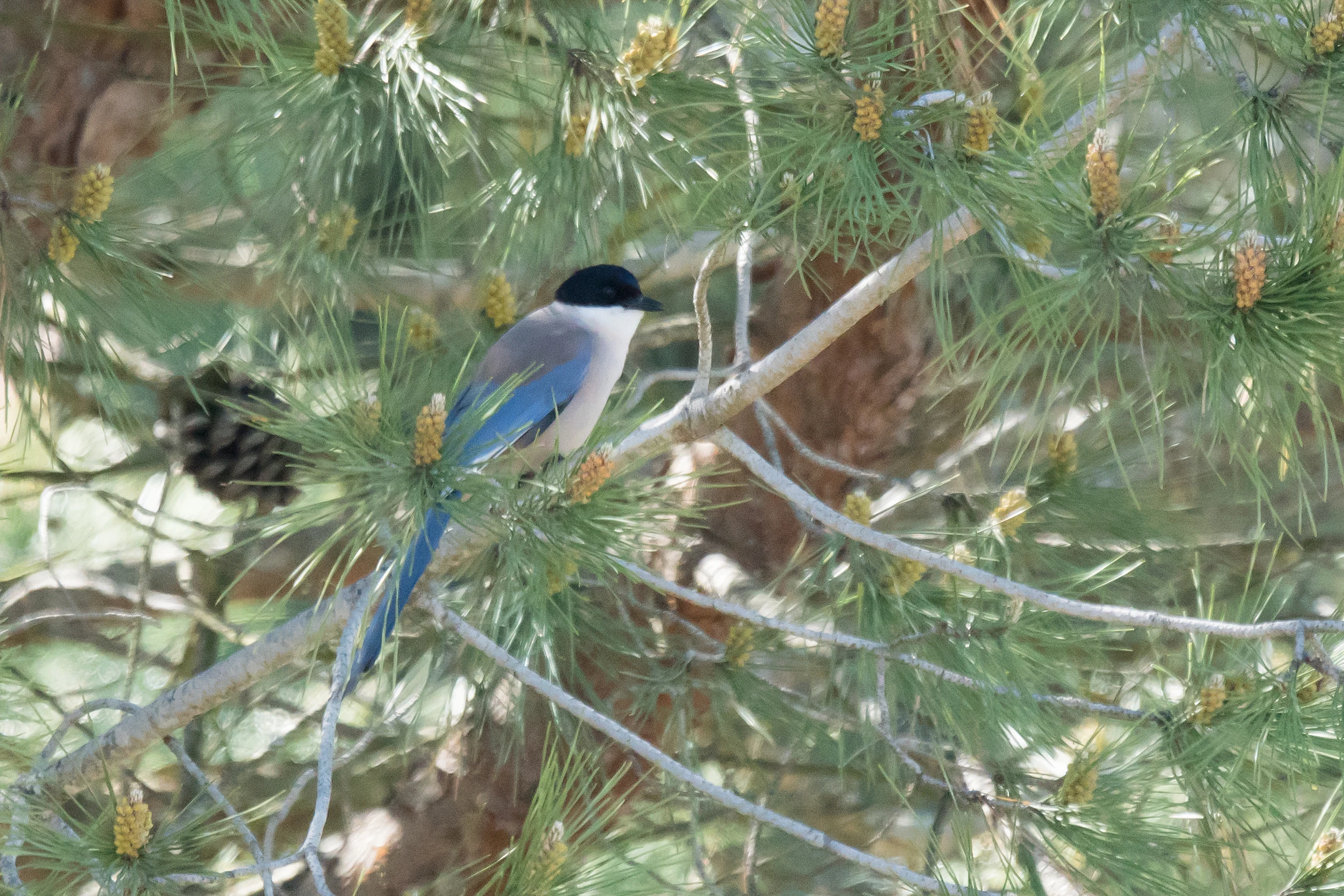 Iberian Magpie, El Acebuche, Coto Donana, Andalucia, Spain — photo by Jim Bennett