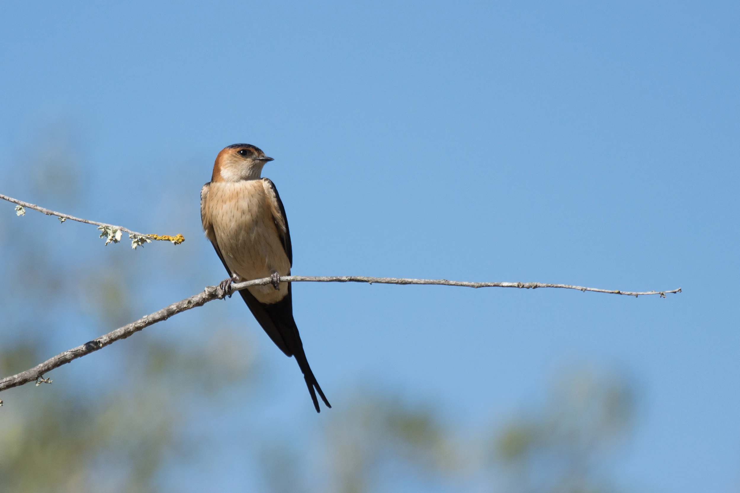 Red-rumped Swallow, El Acebuche, Coto Donana, Andalucia, Spain — photo by Jim Bennett