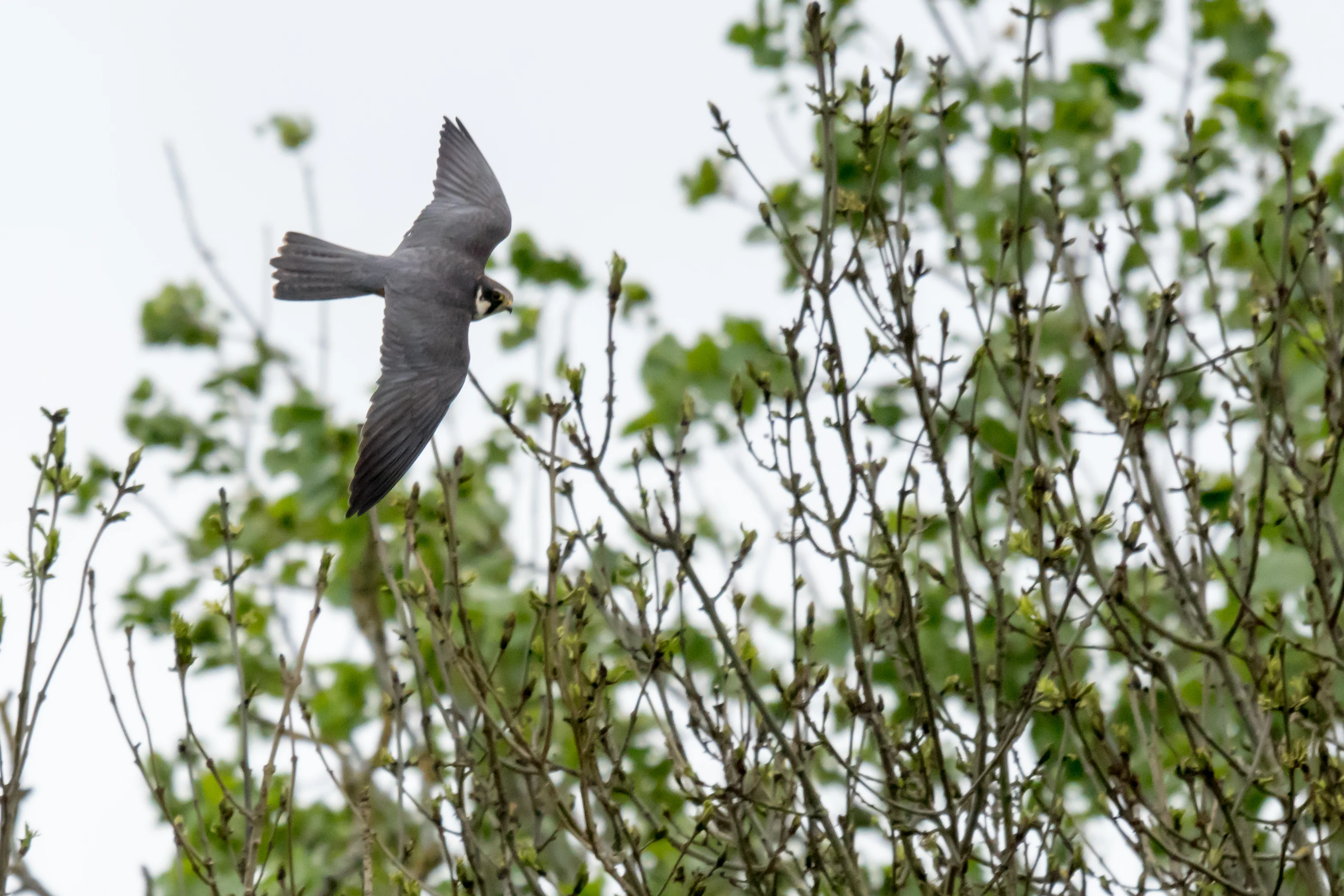 Hobby, Culham, Oxfordshire, UK — photo by Jim Bennett