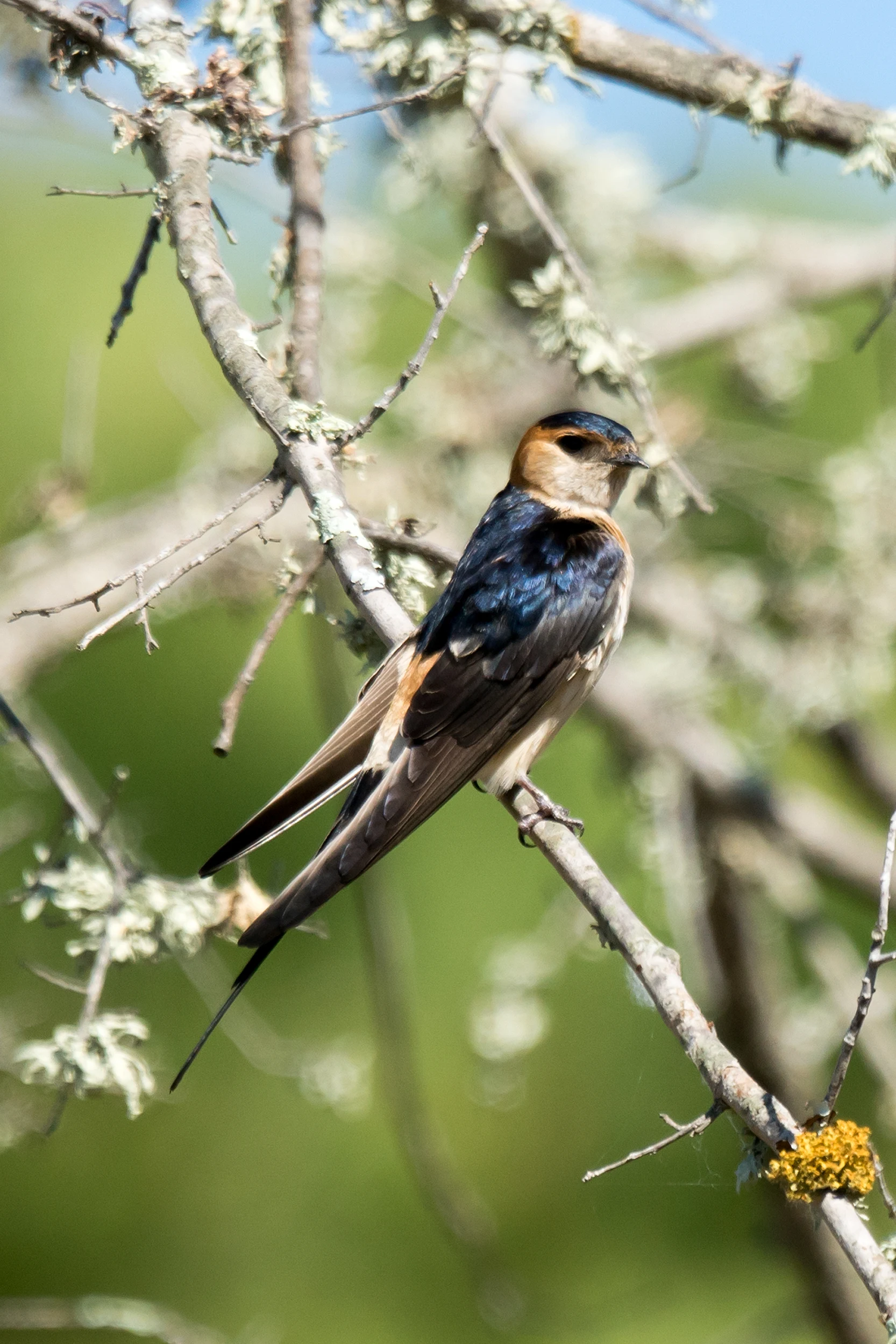 Red-rumped Swallow, El Acebuche, Coto Donana, Andalucia, Spain — photo by Jim Bennett
