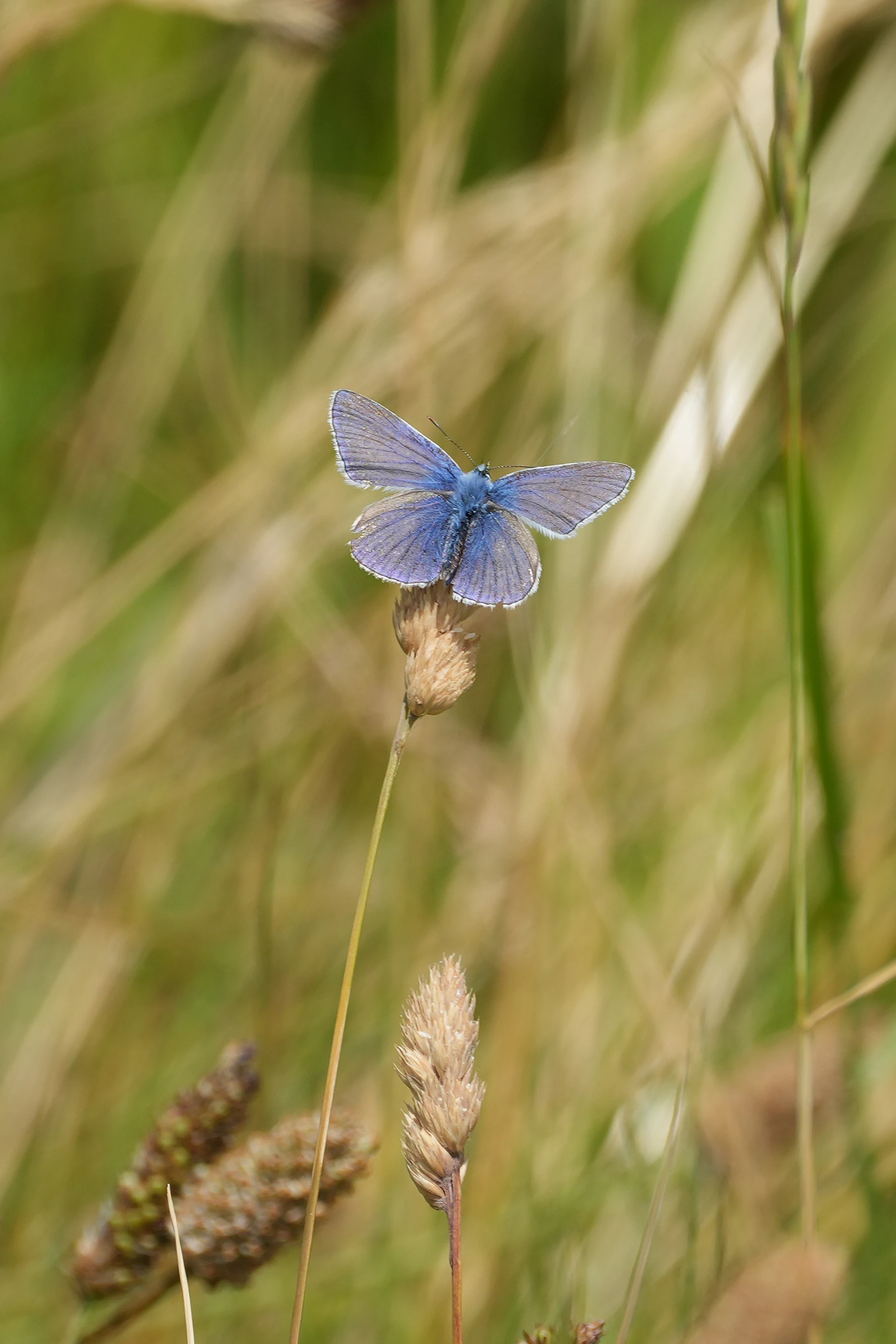 Blue Butterfly, Ventnor, Isle of Wight, UK — photo by Jim Bennett