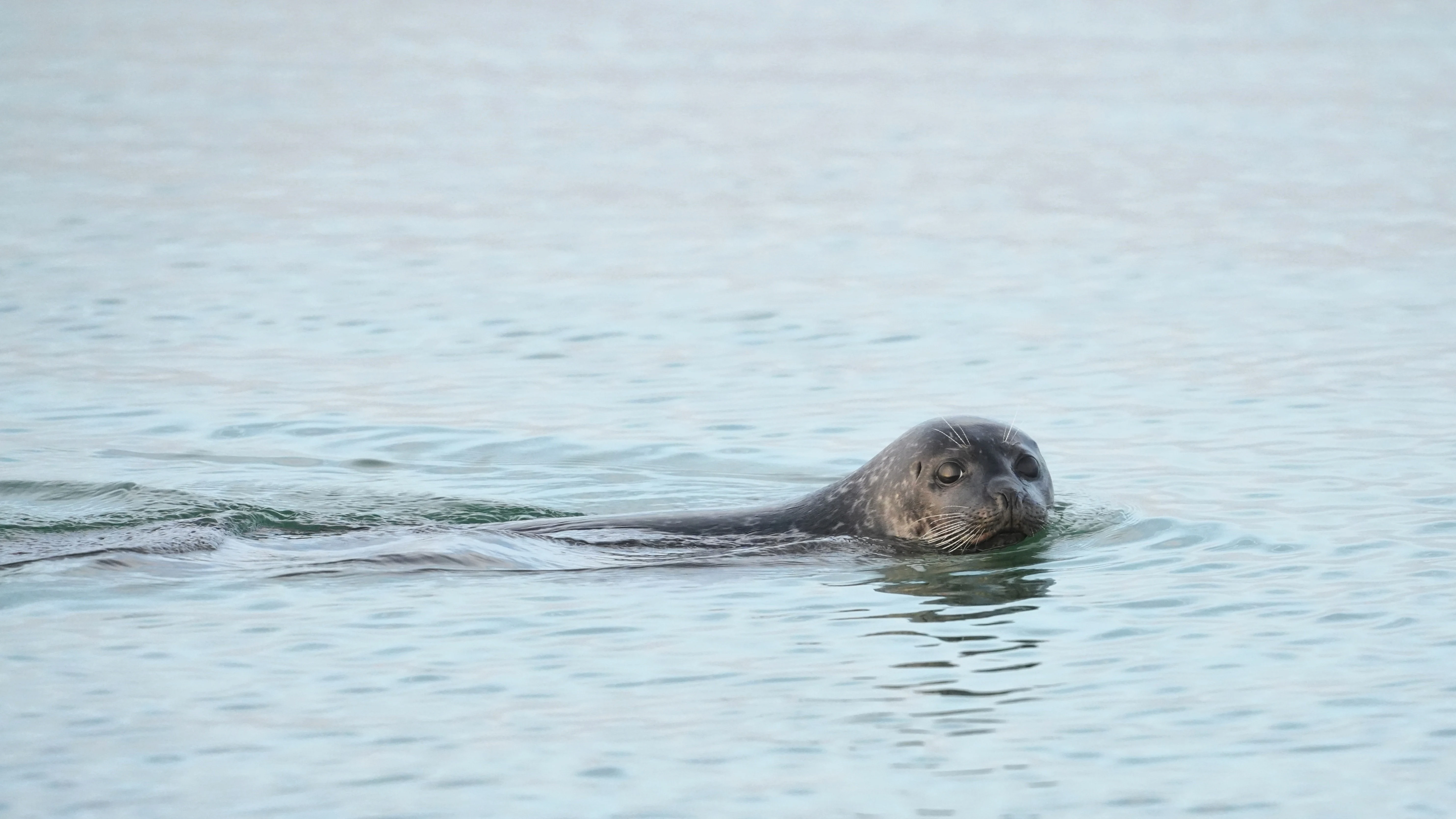 Common Seal, Brouwersdam, Schouwen-Duiveland, Netherlands — photo by Jim Bennett
