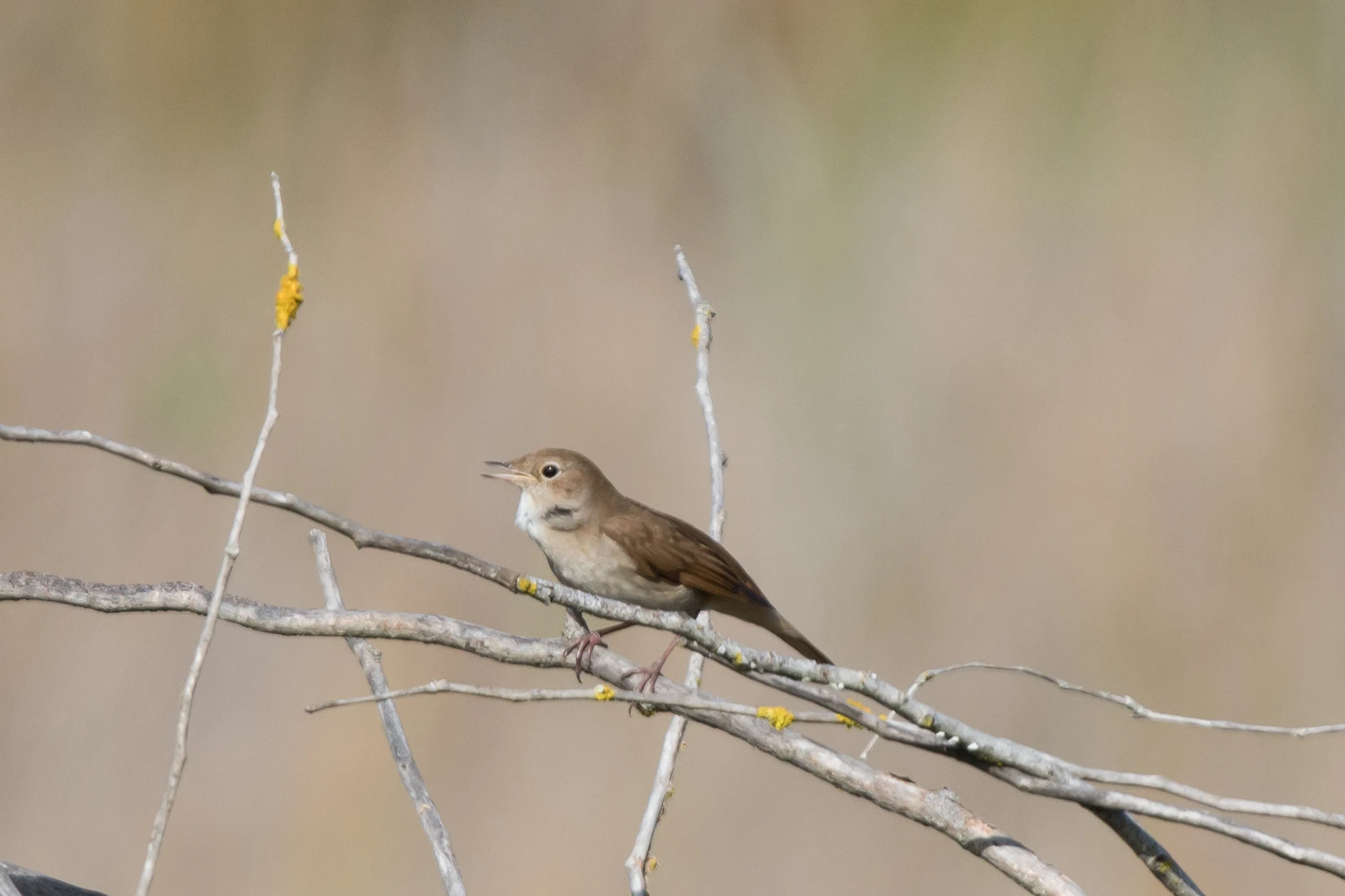 Common Nightingale, El Acebuche, Coto Donana, Andalucia, Spain — photo by Jim Bennett