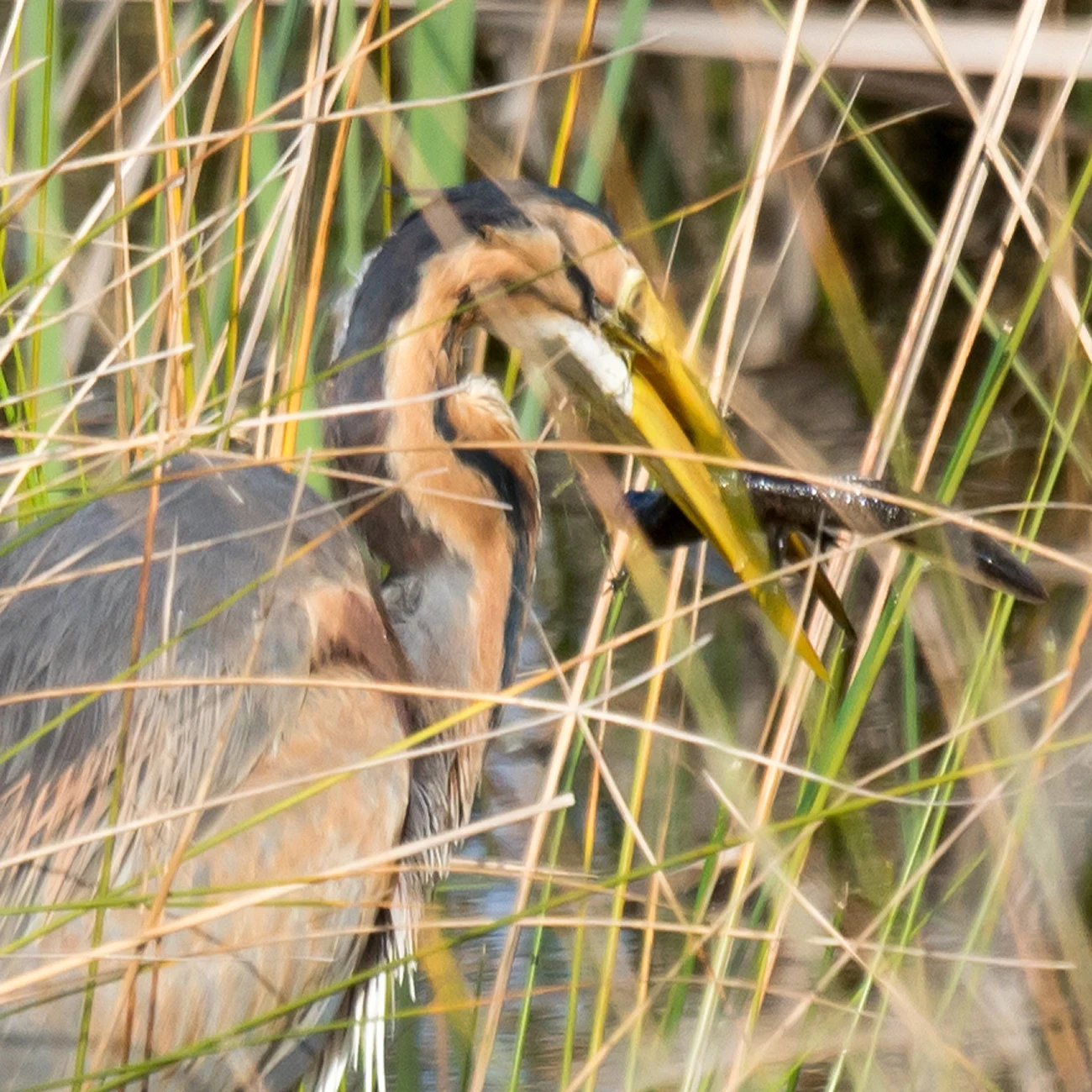Purple Heron with Salamander, El Acebuche, Coto Donana, Andalucia, Spain — photo by Jim Bennett