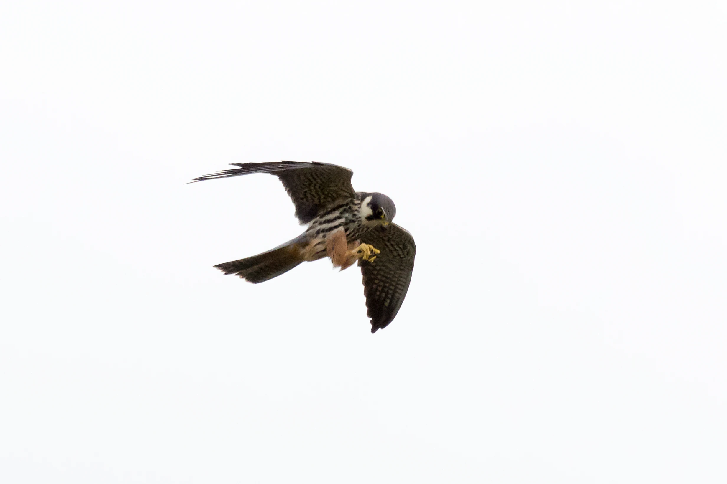 Hobby, Culham, Oxfordshire, UK — photo by Jim Bennett