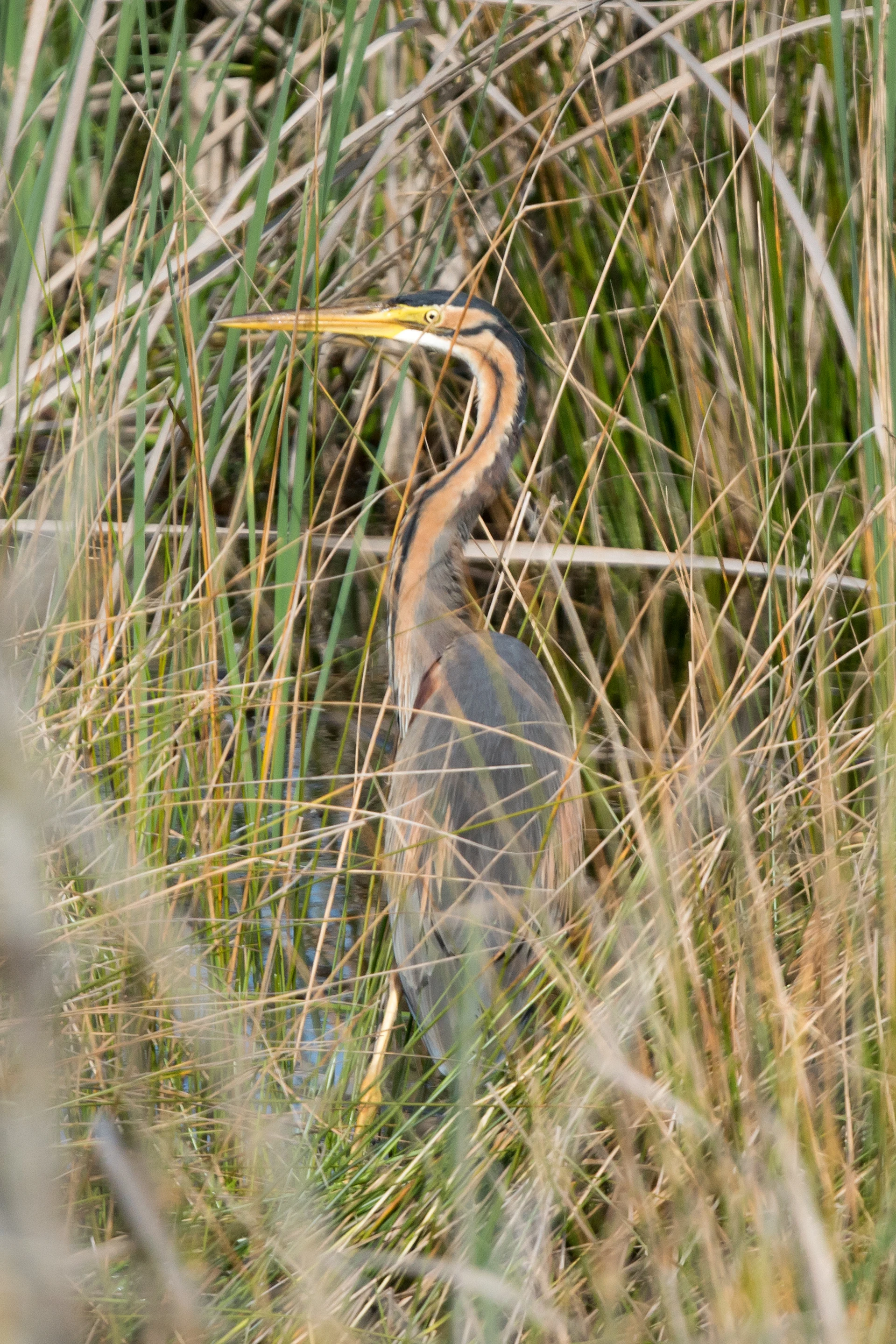 Purple Heron, El Acebuche, Coto Donana, Andalucia, Spain — photo by Jim Bennett