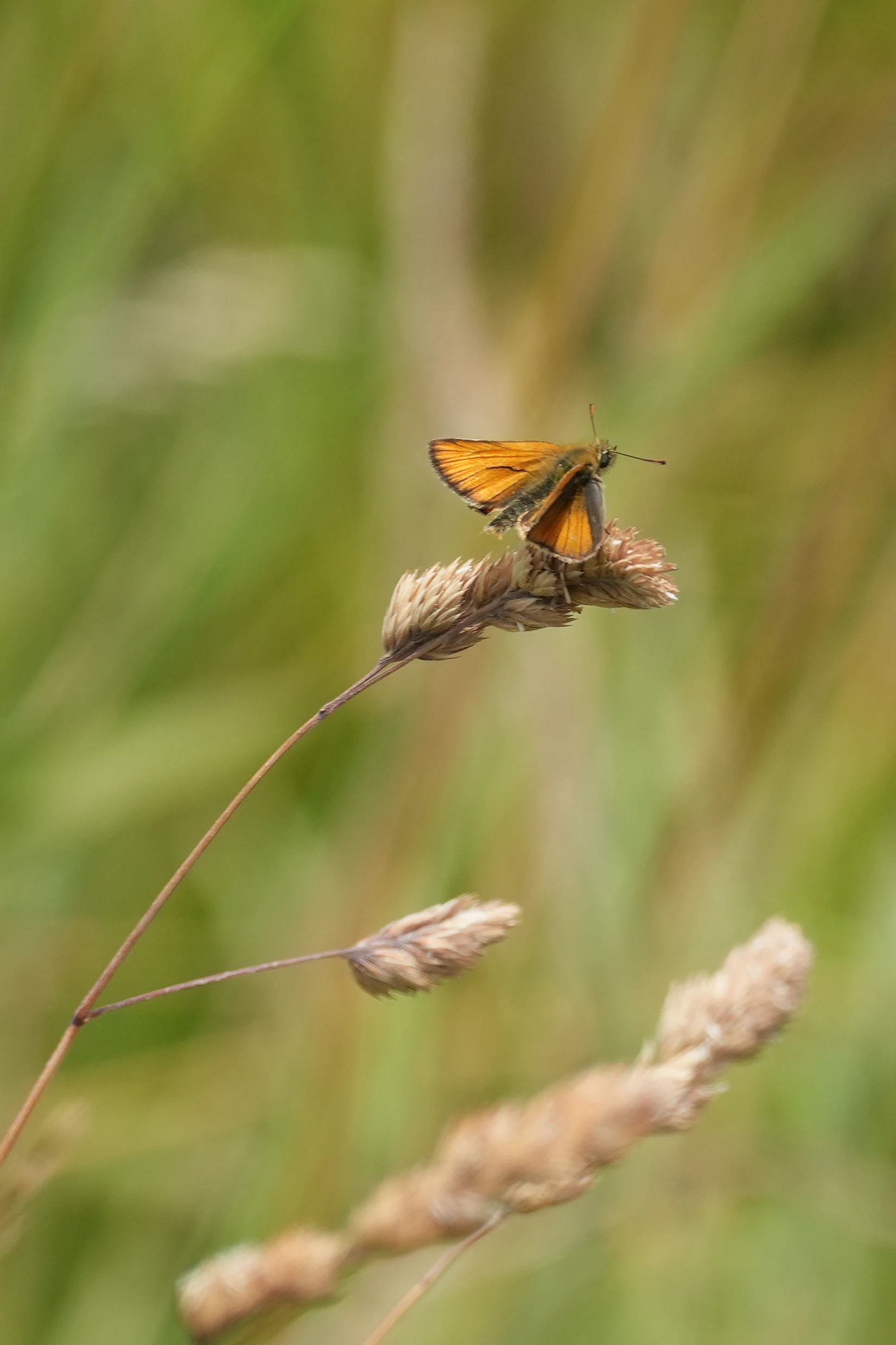 Small Skipper, Ventnor, Isle of Wight, UK — photo by Jim Bennett