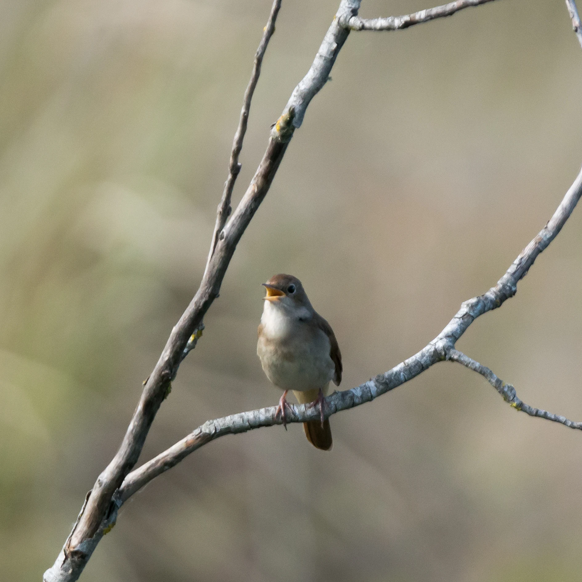 Common Nightingale, El Acebuche, Coto Donana, Andalucia, Spain — photo by Jim Bennett