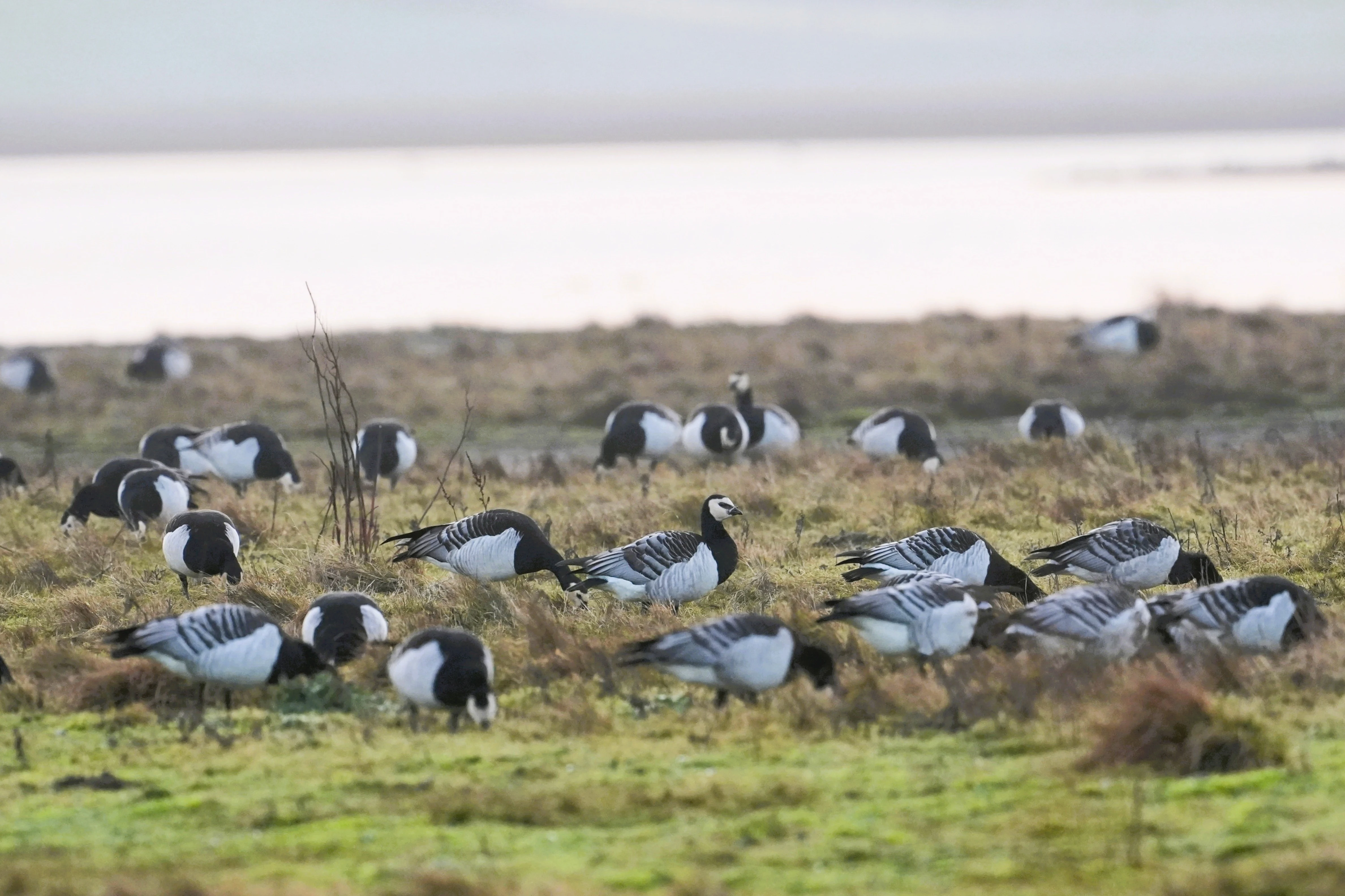 Barnacle Geese, Wevers Inlaag, Schouwen-Duiveland, Netherlands — photo by Jim Bennett