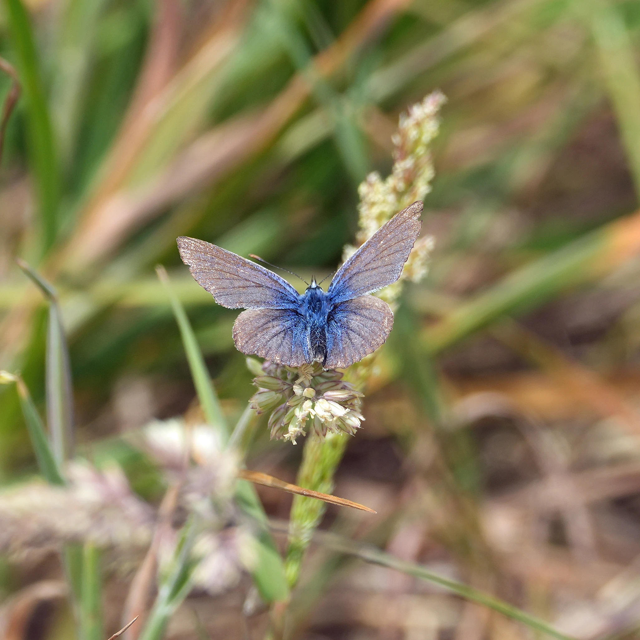 Blue Butterfly, Ventnor, Isle of Wight, UK — photo by Jim Bennett
