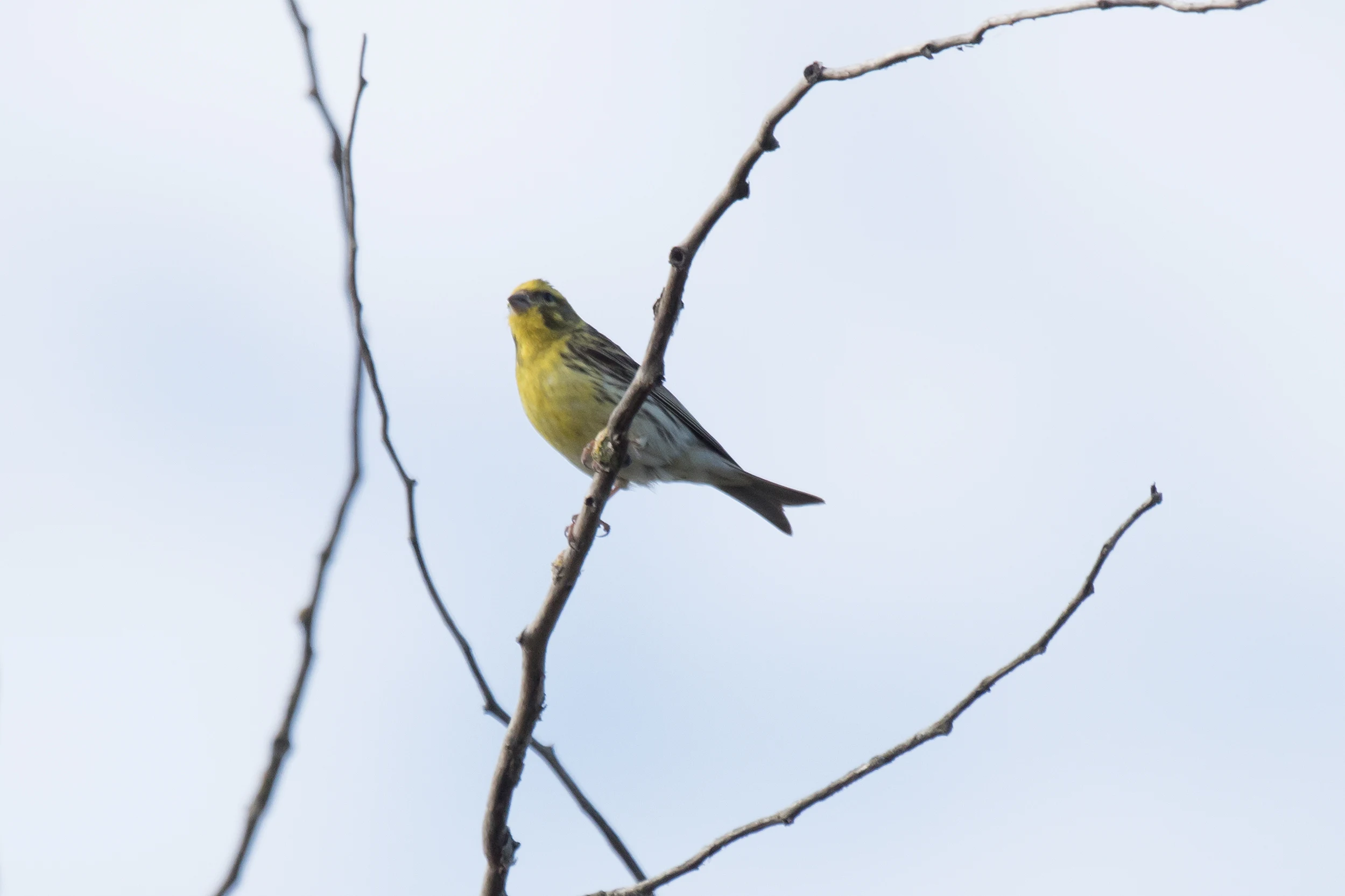 Serin, El Acebuche, Coto Donana, Andalucia, Spain — photo by Jim Bennett