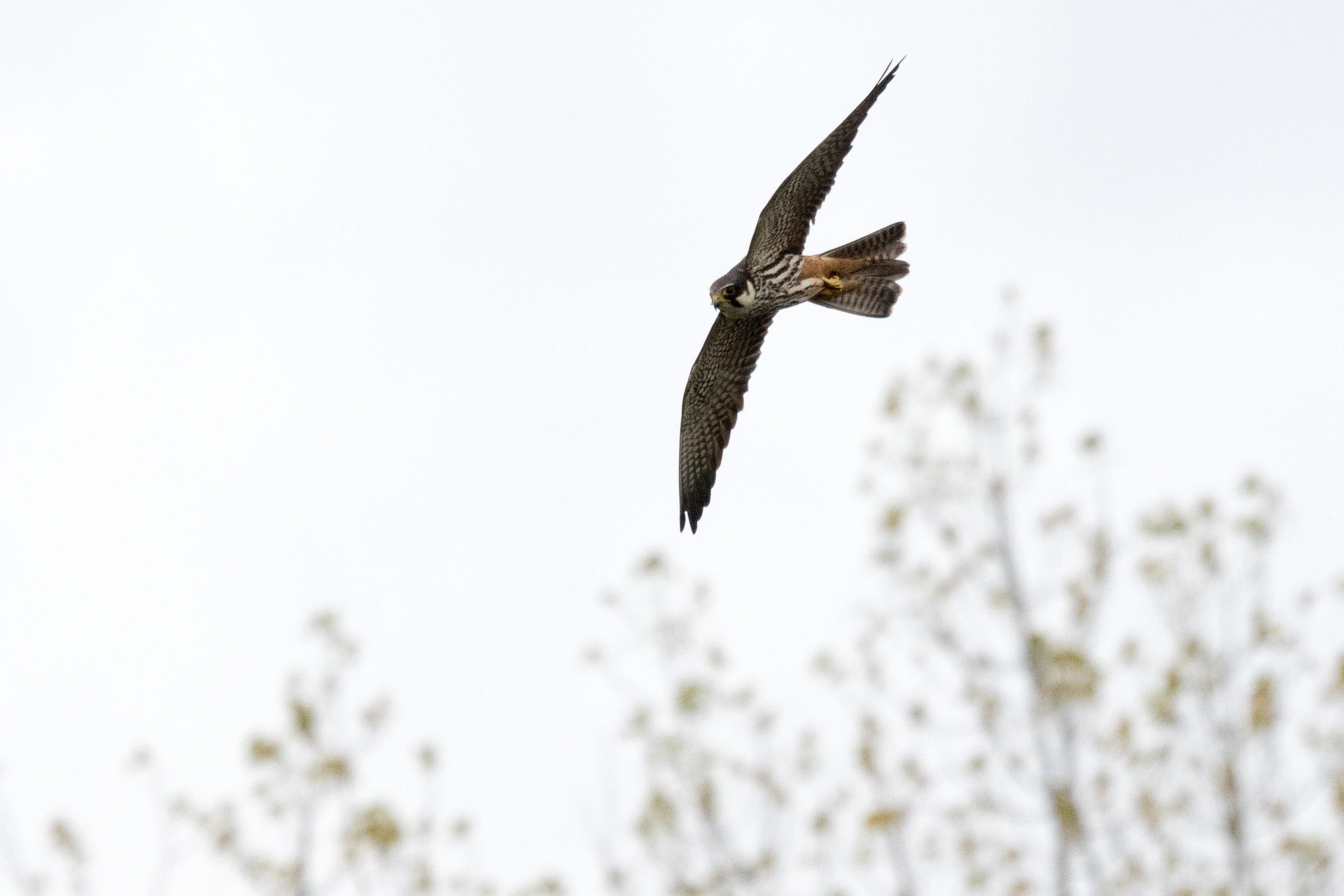 Hobby, Culham, Oxfordshire, UK — photo by Jim Bennett