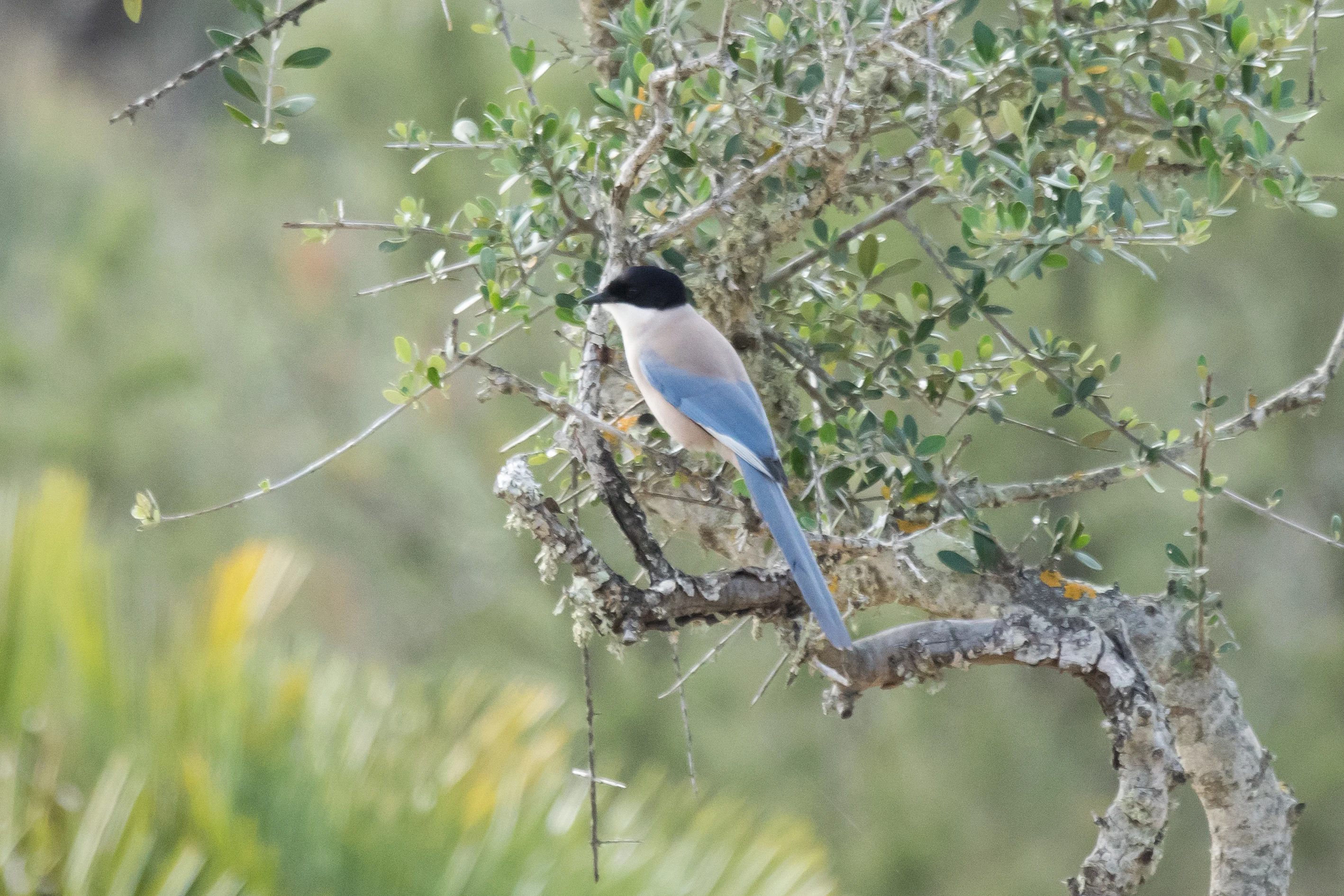 Iberian Magpie, El Acebuche, Coto Donana, Andalucia, Spain — photo by Jim Bennett