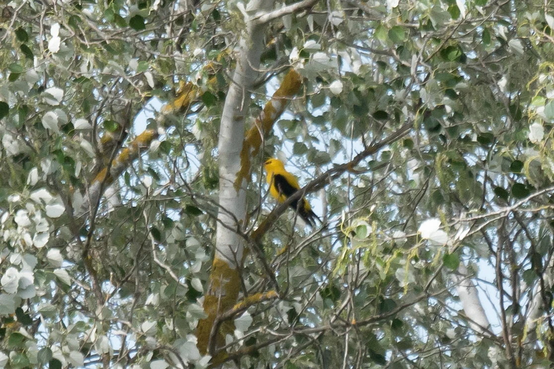 Golden Oriole, El Acebuche, Coto Donana, Andalucia, Spain — photo by Jim Bennett