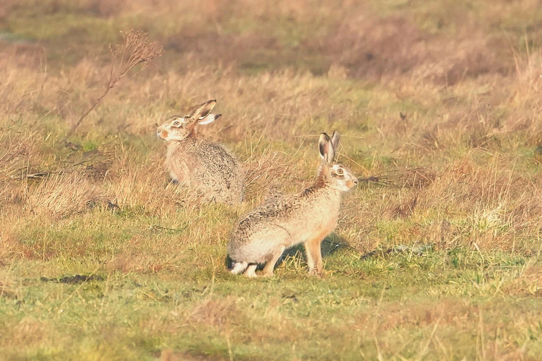 Brown Hare, Wevers Inlaag, Schouwen-Duiveland, Netherlands — photo by Jim Bennett