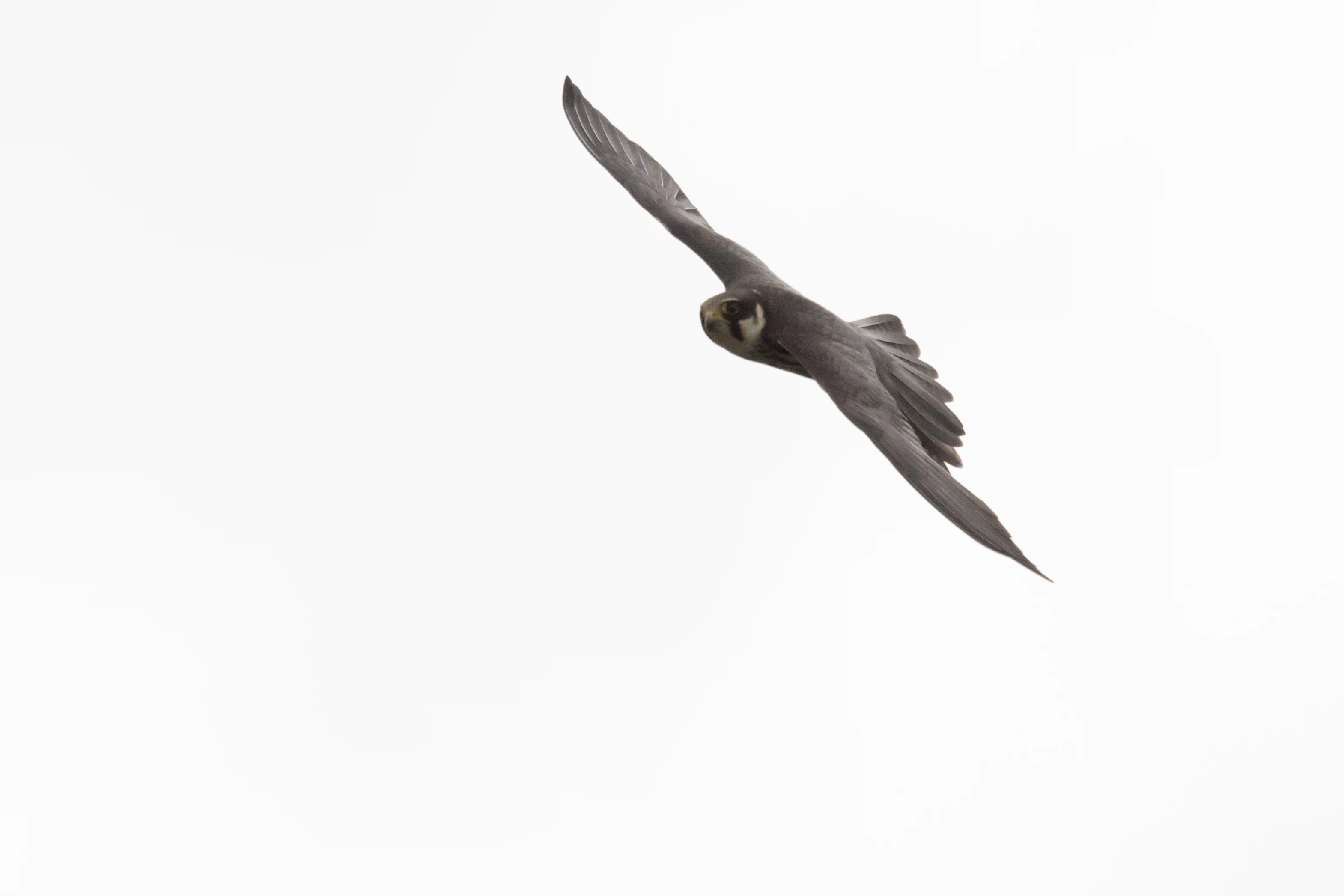 Hobby, Culham, Oxfordshire, UK — photo by Jim Bennett