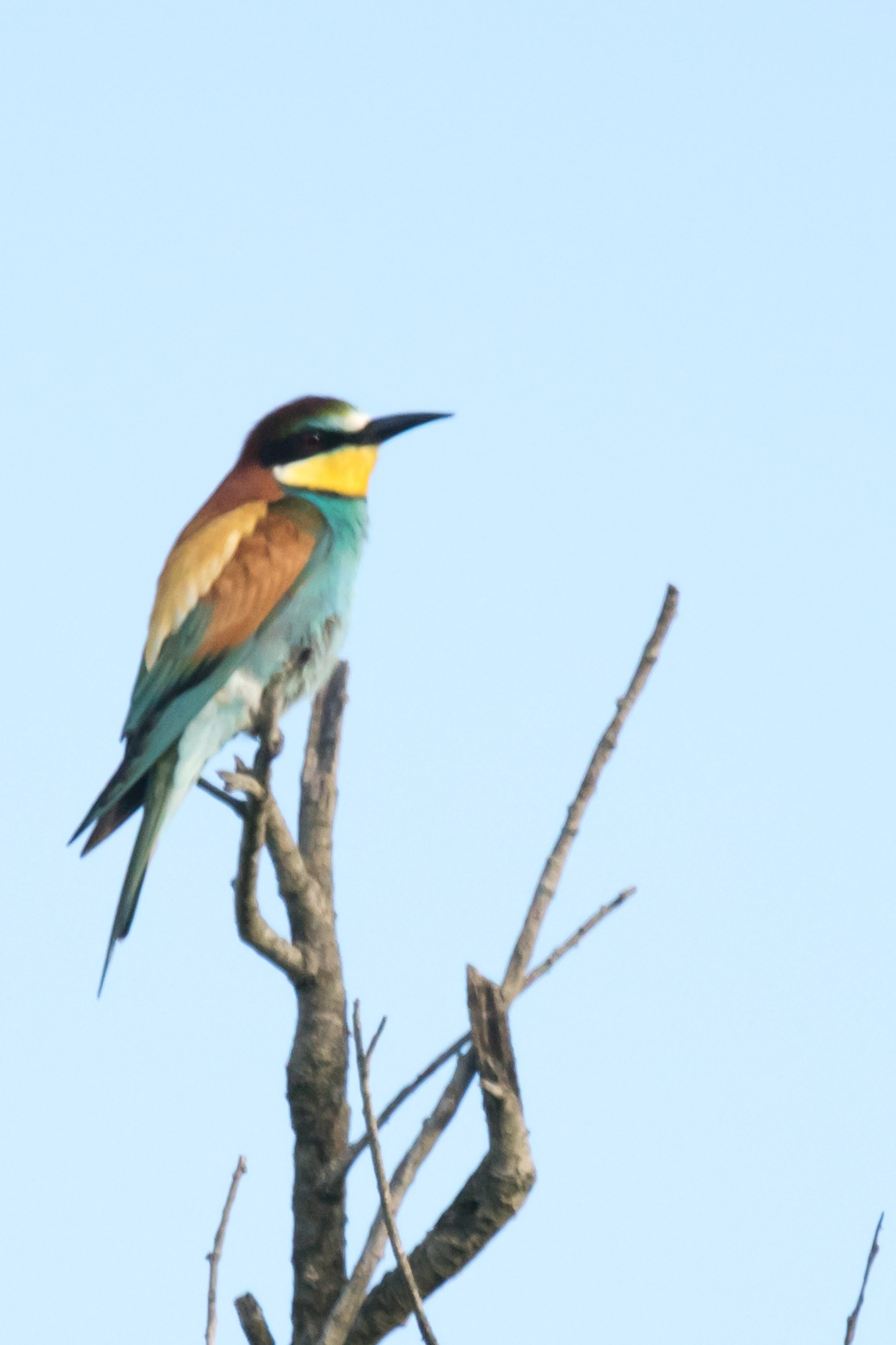 European Bee-eater, Donana National Park, Andalucia, Spain — photo by Jim Bennett