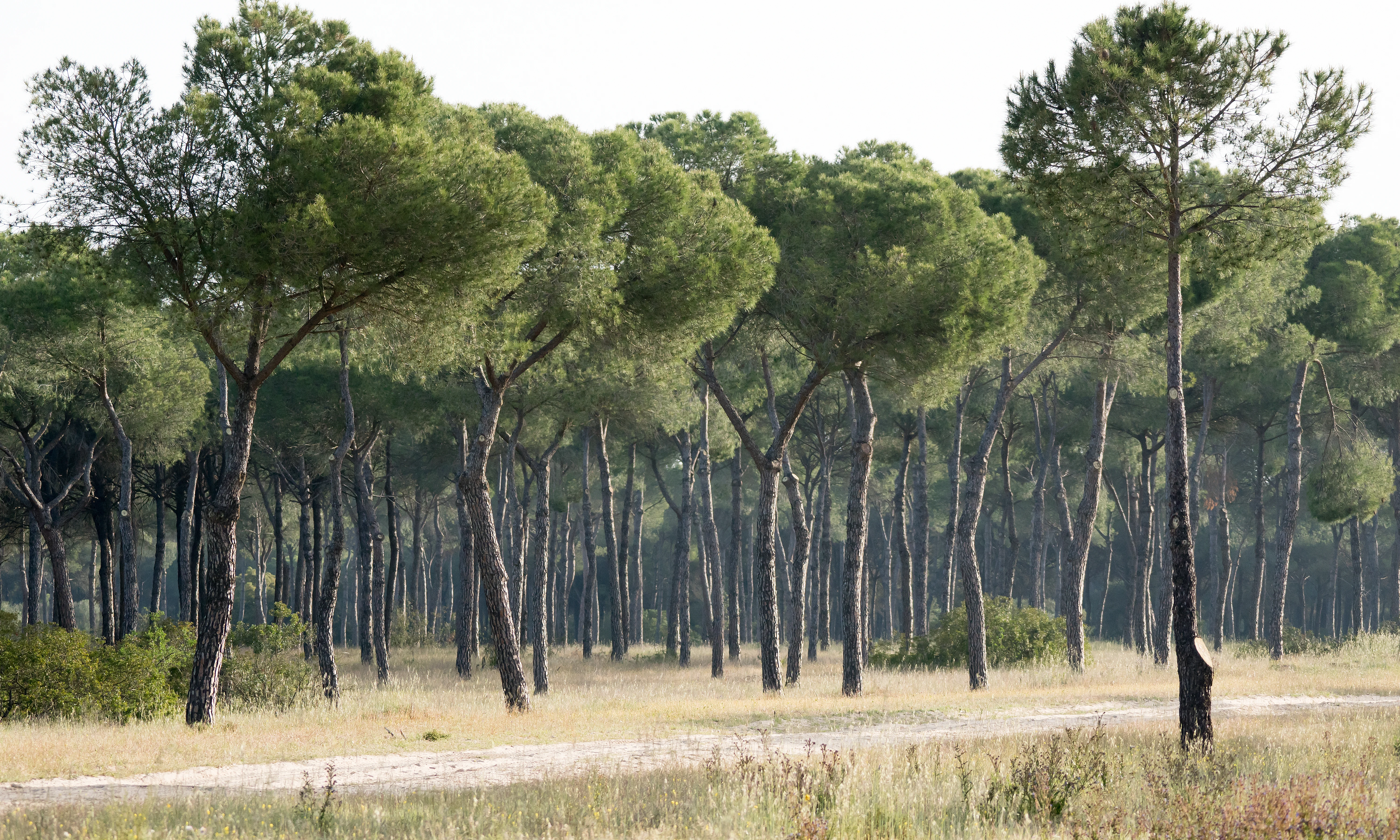 Pine Forest, Donana National Park, Andalucia, Spain — photo by Jim Bennett