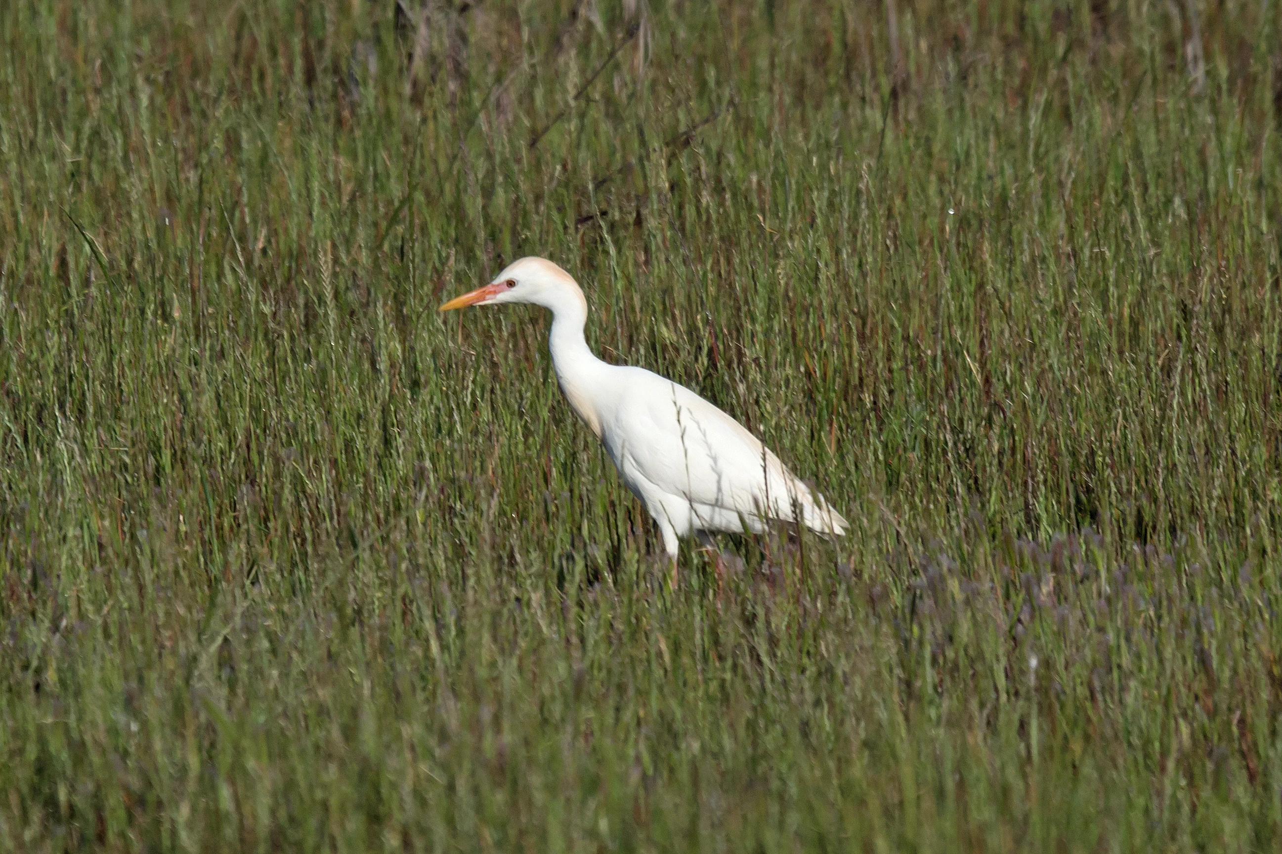Cattle Egret, Donana National Park, Andalucia, Spain — photo by Jim Bennett