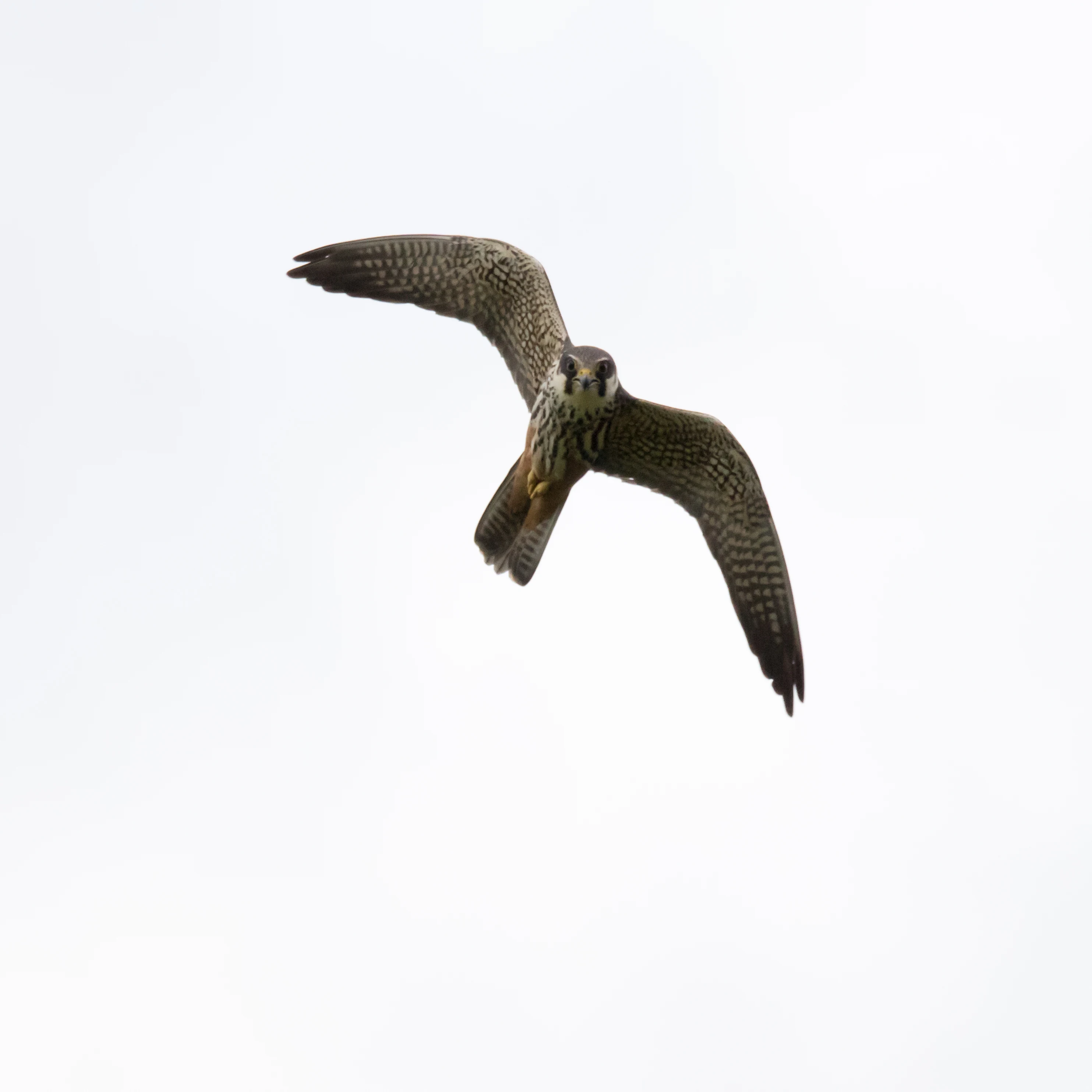 Hobby, Culham, Oxfordshire, UK — photo by Jim Bennett