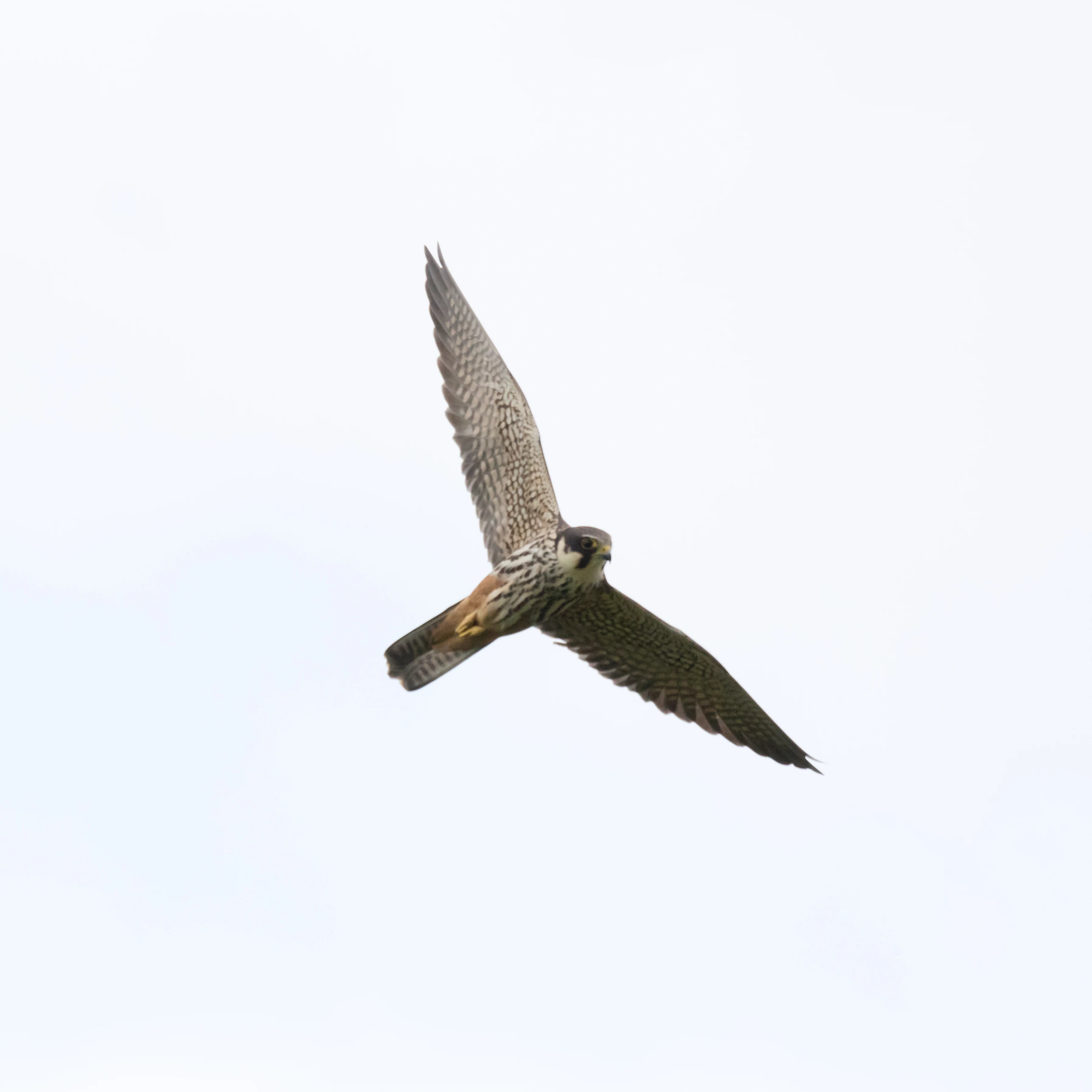 Hobby, Culham, Oxfordshire, UK — photo by Jim Bennett