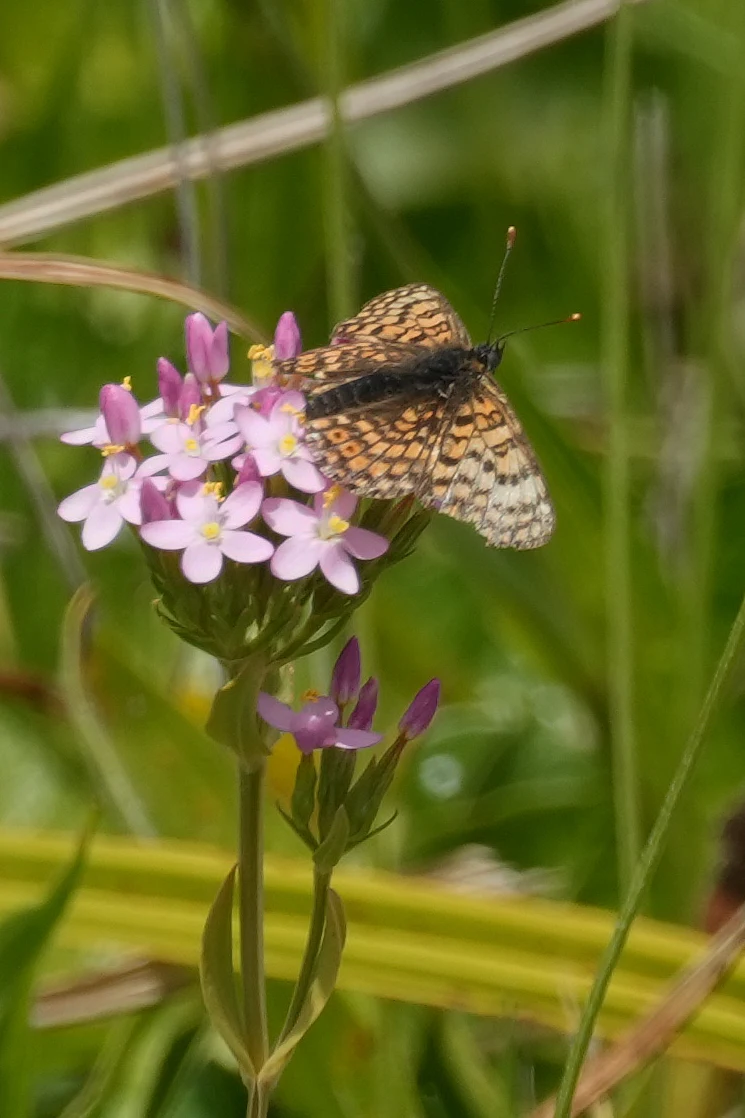 Glanville Fritillary, Ventnor, Isle of Wight, UK — photo by Jim Bennett