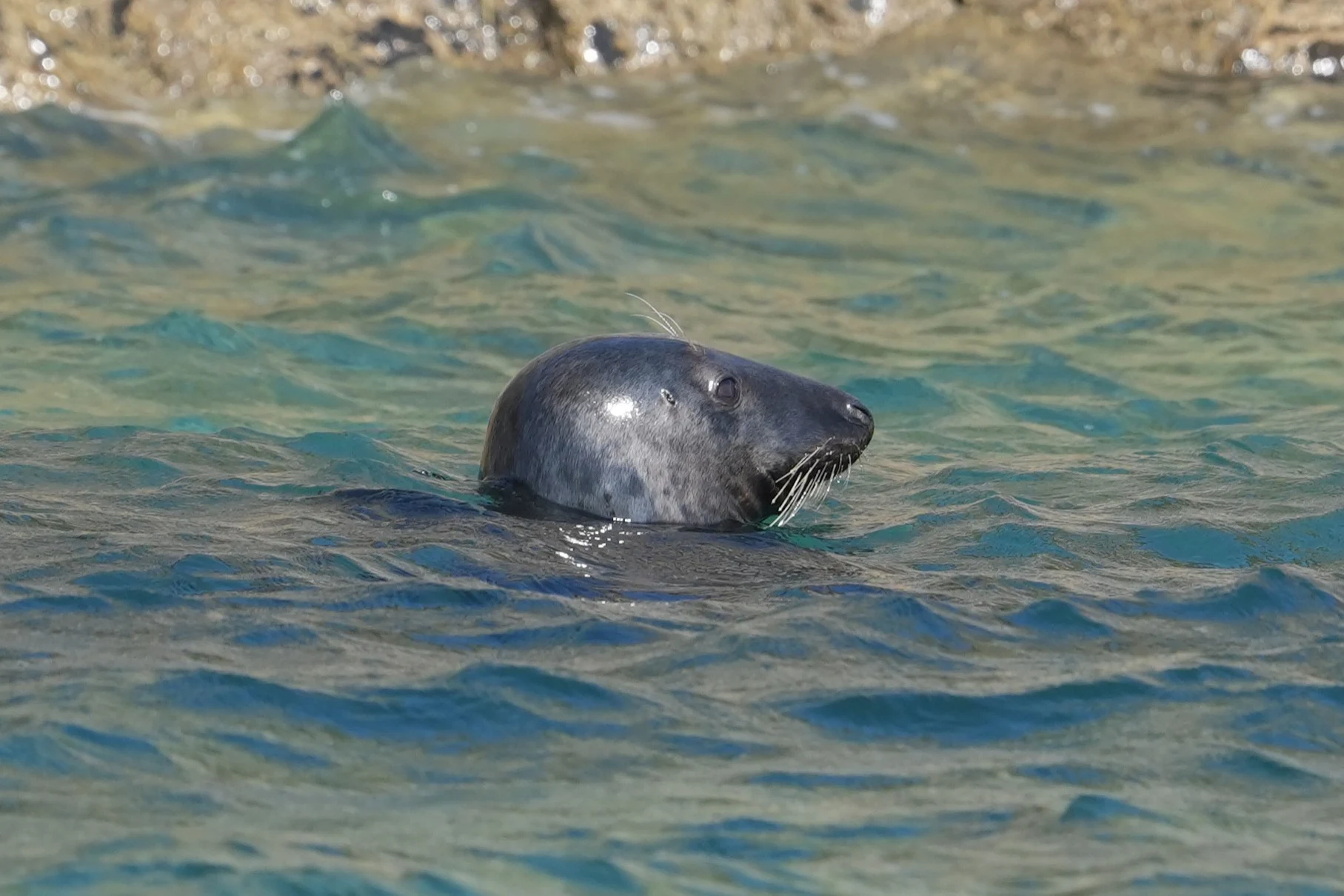 Grey Seal, Falmouth Bay, Cornwall, UK — photo by Jim Bennett