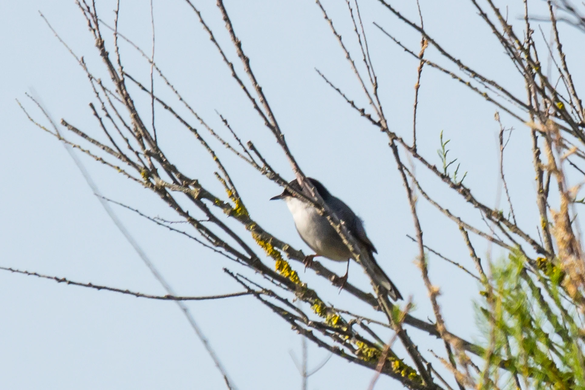 Sardinian Warbler, Donana National Park, Andalucia, Spain — photo by Jim Bennett
