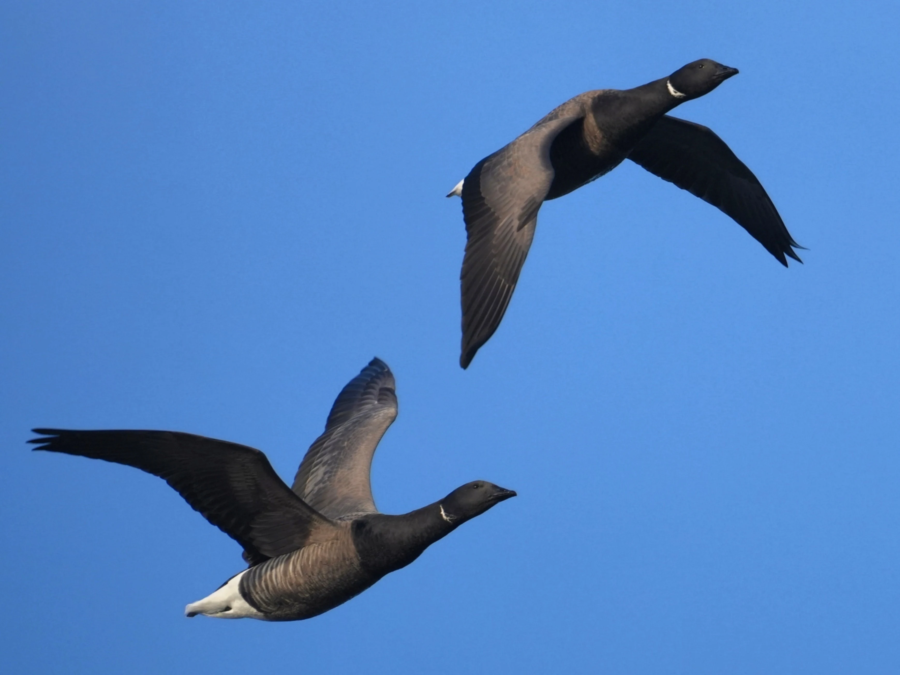 Brent Geese, Wevers Inlaag, Schouwen-Duiveland, Netherlands — photo by Jim Bennett