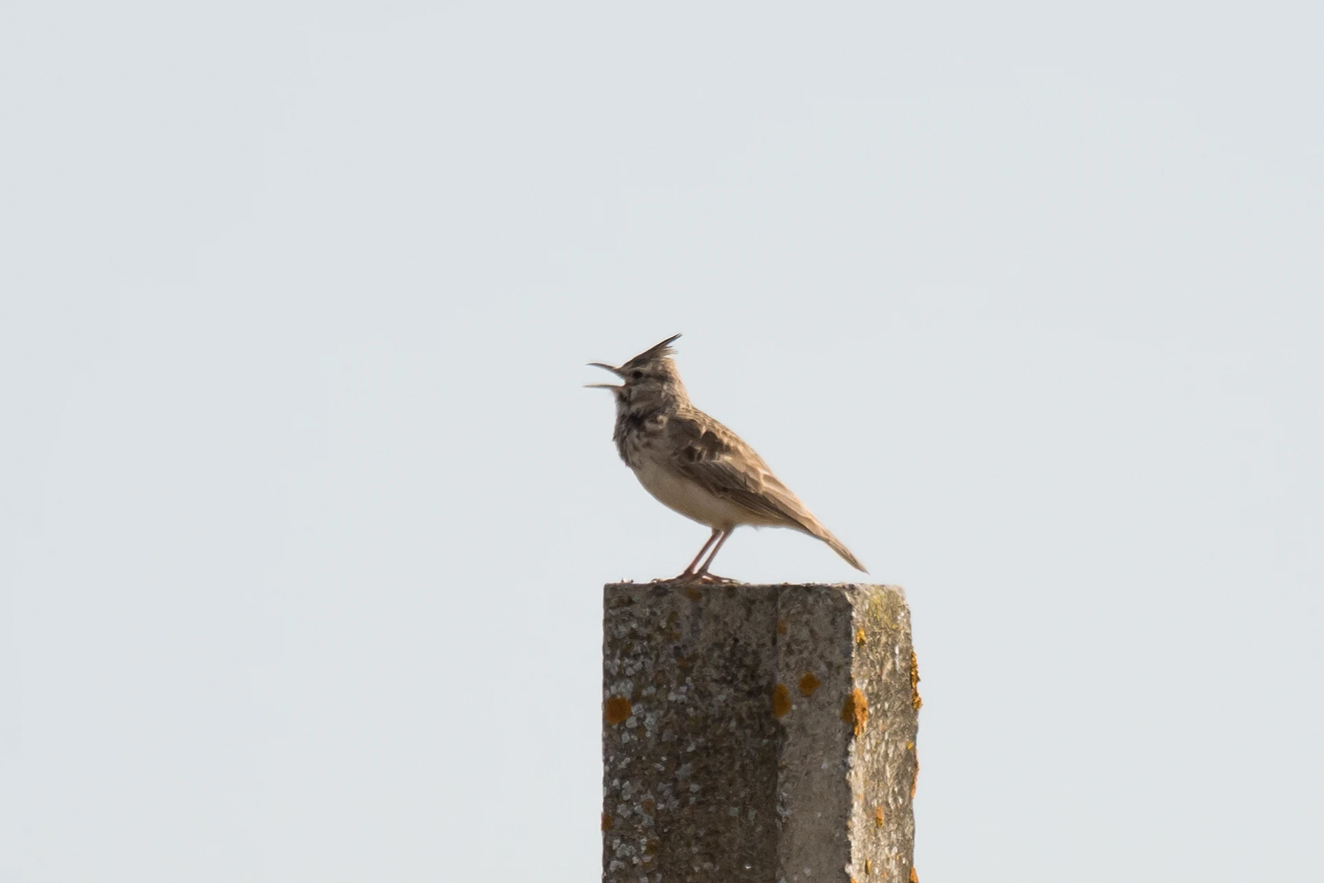 Crested Lark, Donana National Park, Andalucia, Spain — photo by Jim Bennett